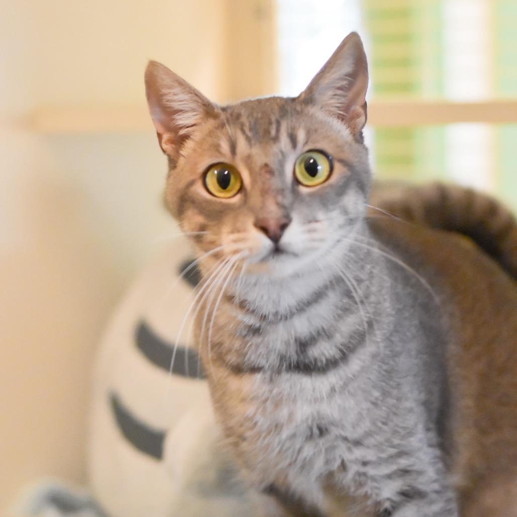 Enlarge Jack, a Adoptable Domestic Short Hair in Kailua Kona, HI image 6/6