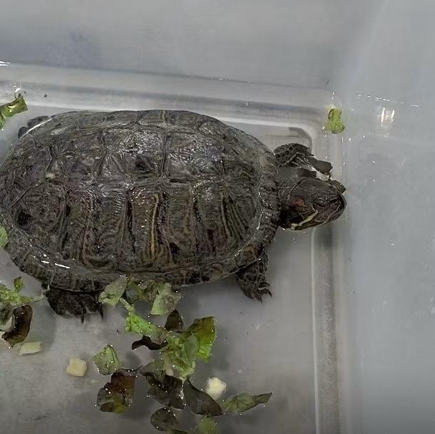 Chell, Adoptable, Senior Female Red-Eared Slider.