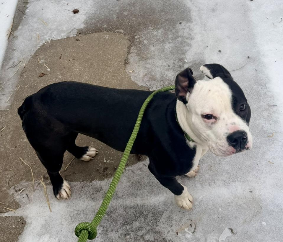 Asana, adopted, Adult Female American Staffordshire Terrier.