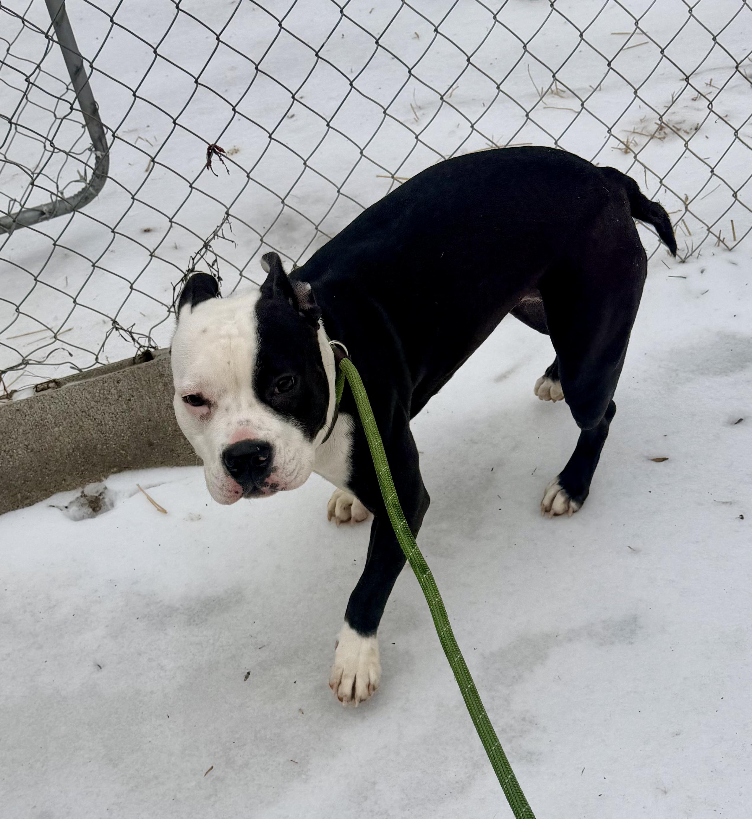 Asana, an adopted mixed breed in Petersburg, VA image 2/6