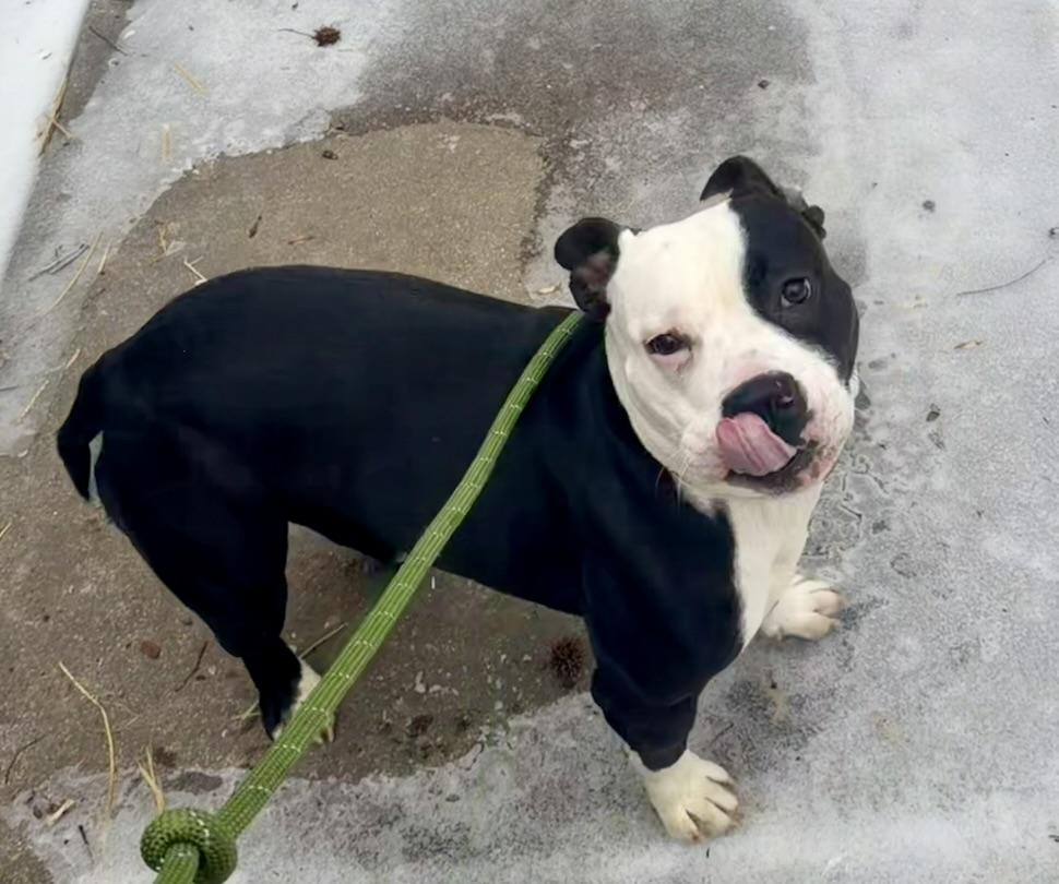 Asana, an adopted mixed breed in Petersburg, VA image 3/6