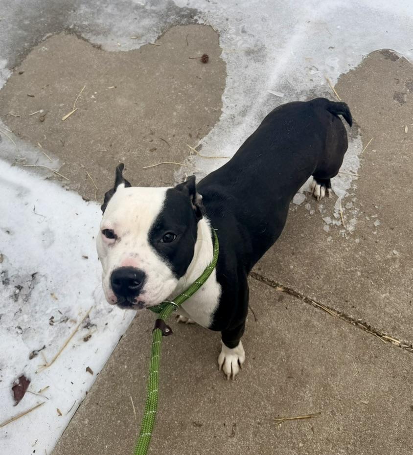 Asana, an adopted mixed breed in Petersburg, VA image 5/6