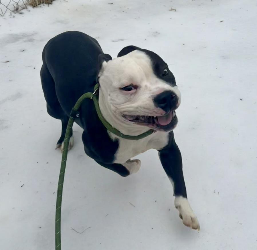 Asana, an adopted mixed breed in Petersburg, VA image 4/6