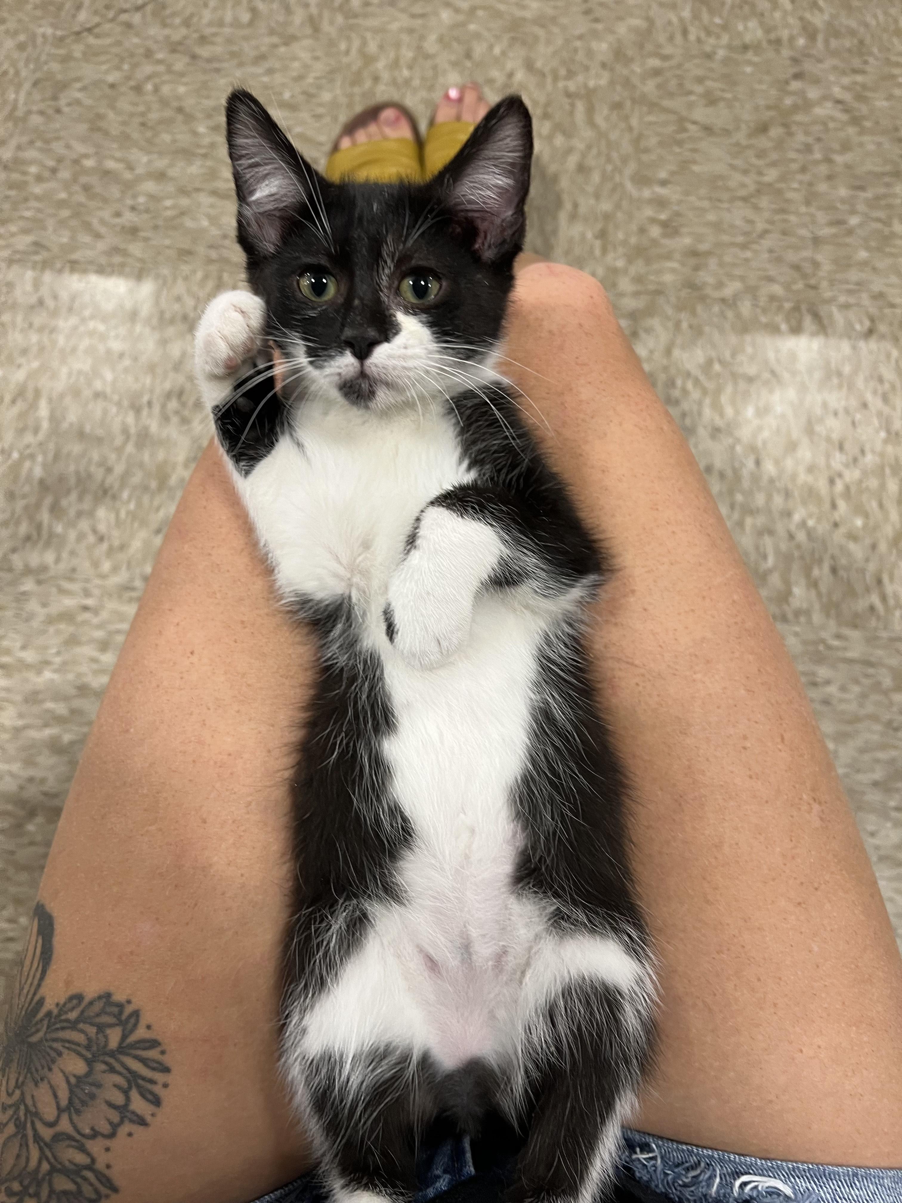 Mr Six, Baby Male Domestic Short Hair