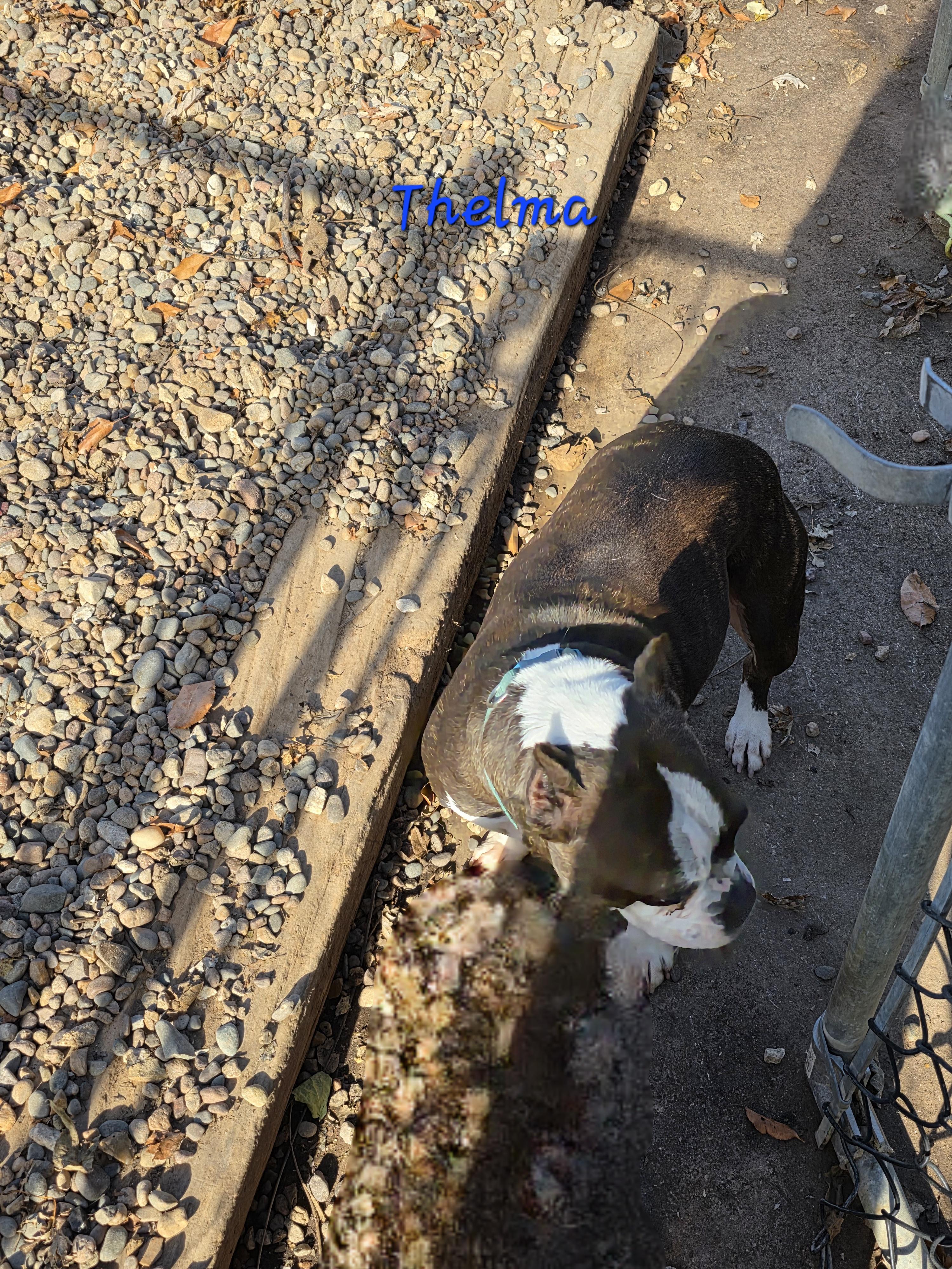 Thelma, Adoptable, Adult Female Boston Terrier & Bulldog.