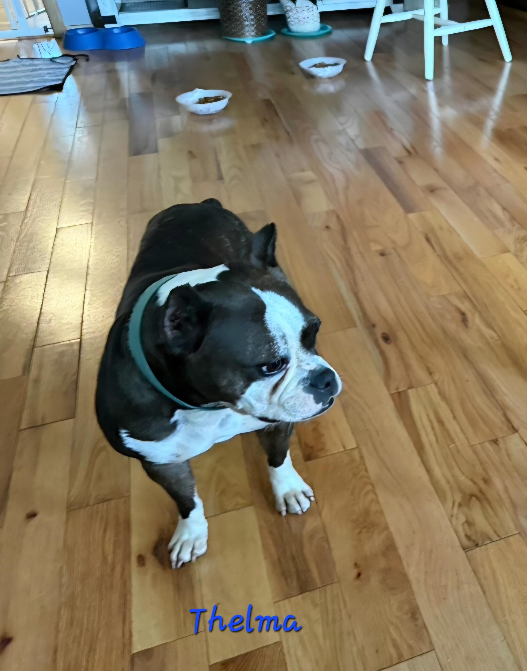 Enlarge Thelma, a Adoptable mixed breed in Wever, IA image 3/5