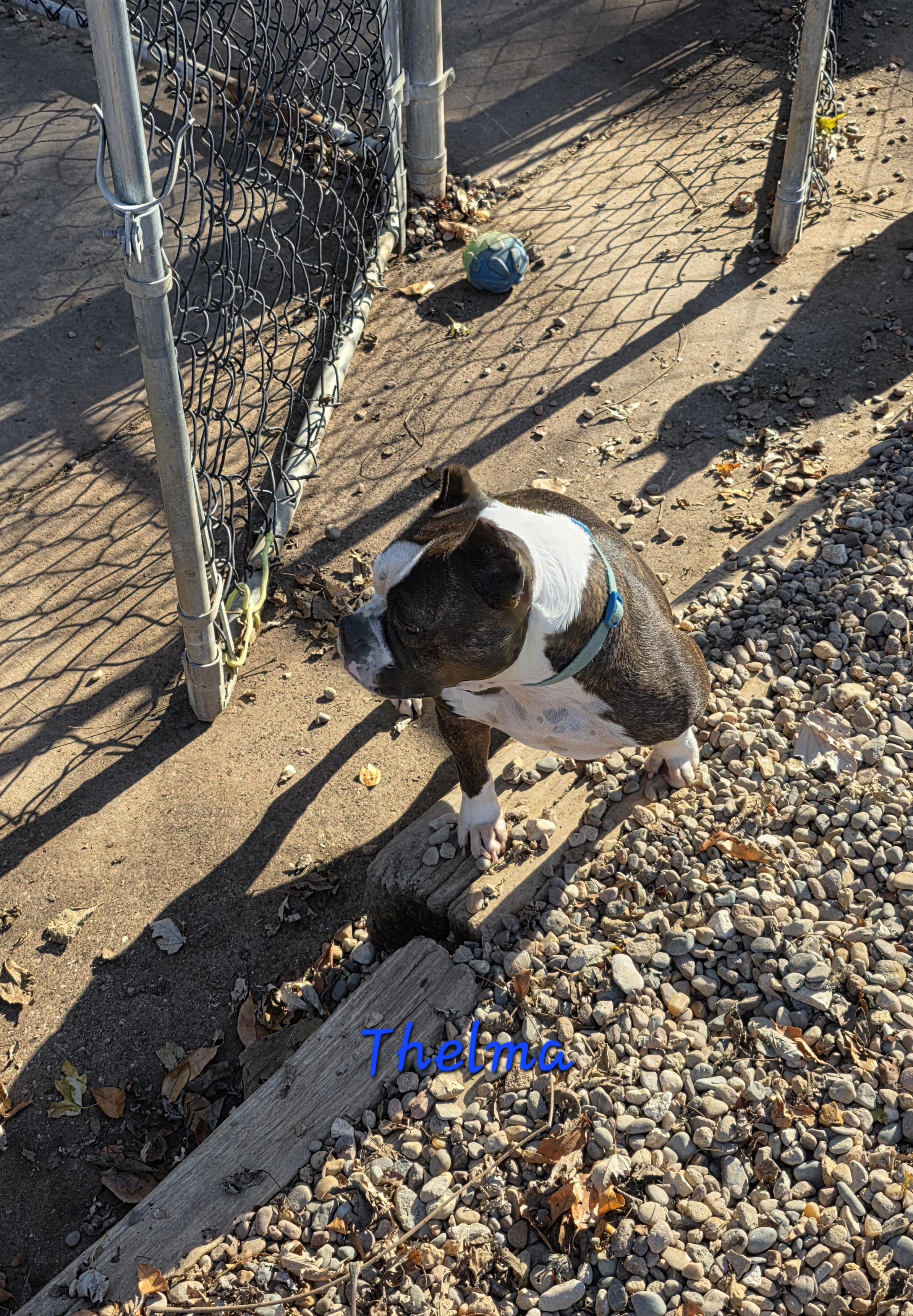 Enlarge Thelma, a Adoptable mixed breed in Wever, IA image 4/5