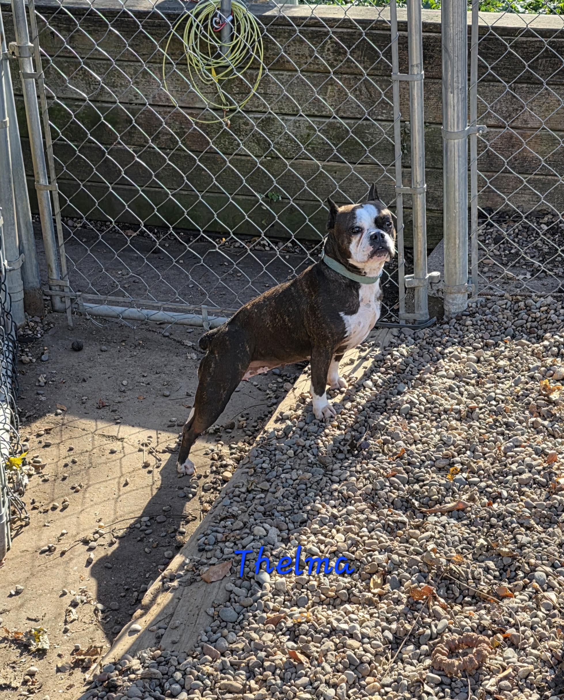 Enlarge Thelma, a Adoptable mixed breed in Wever, IA image 5/5