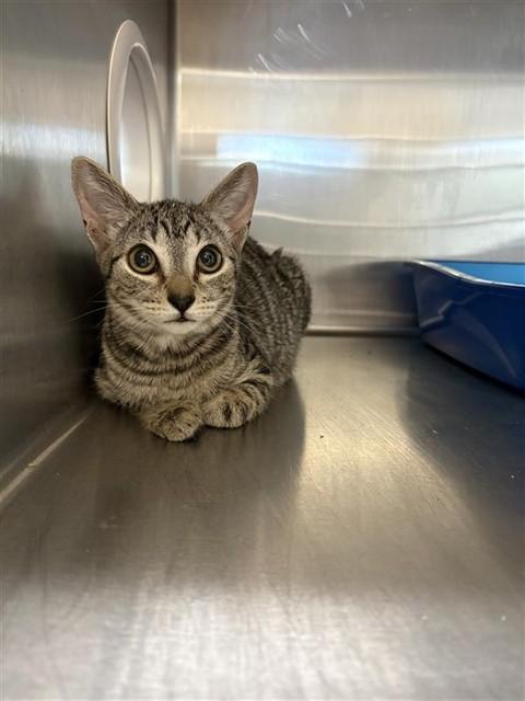 Enlarge CASSIOPEIA, a Adoptable Domestic Short Hair in Sugar Land, TX image 1/1