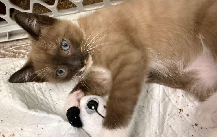 Max, ADOPTABLE, Kitten Female American Shorthair & Domestic Short Hair.