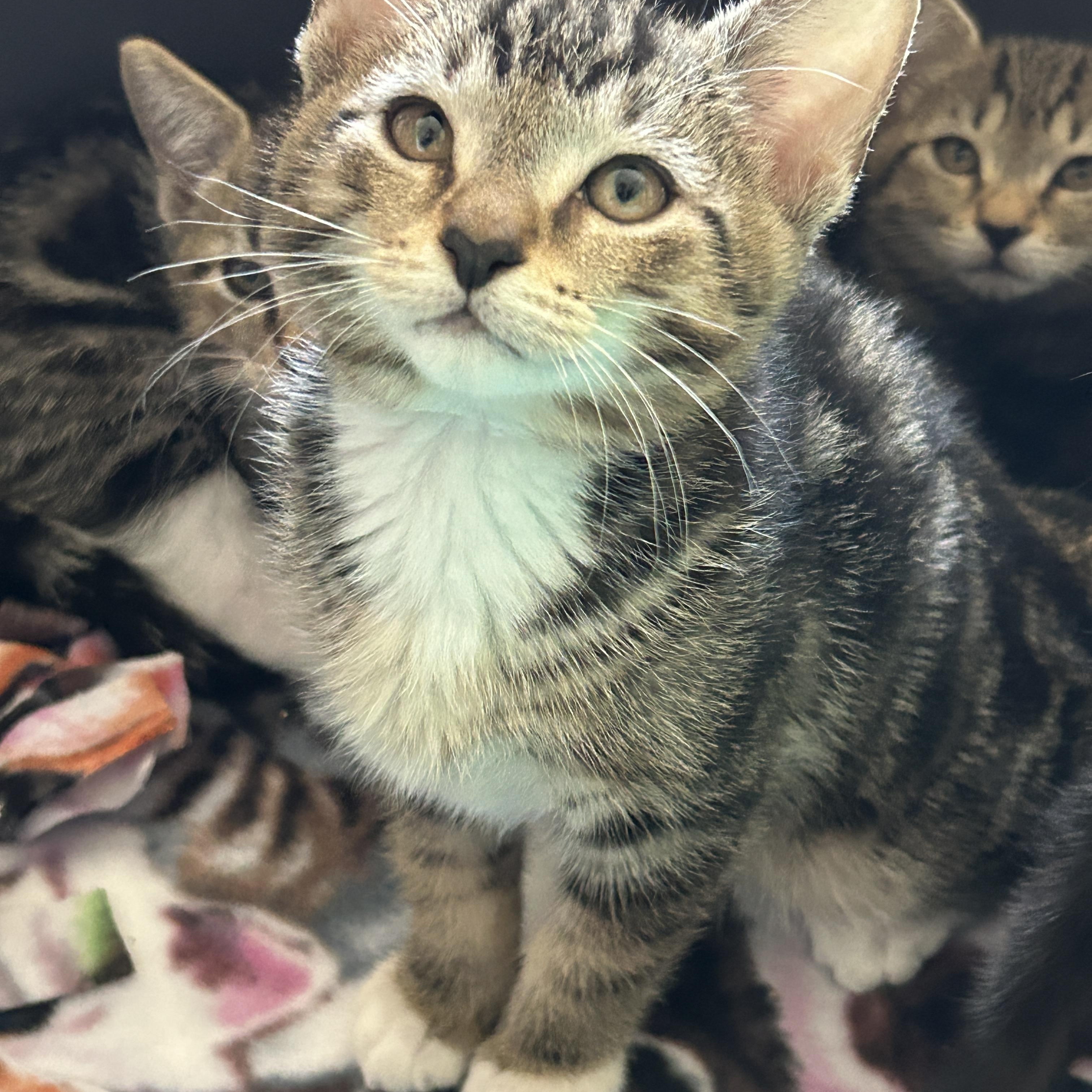 Enlarge Angel, an adopted American Shorthair in Marble Falls, TX image 6/6