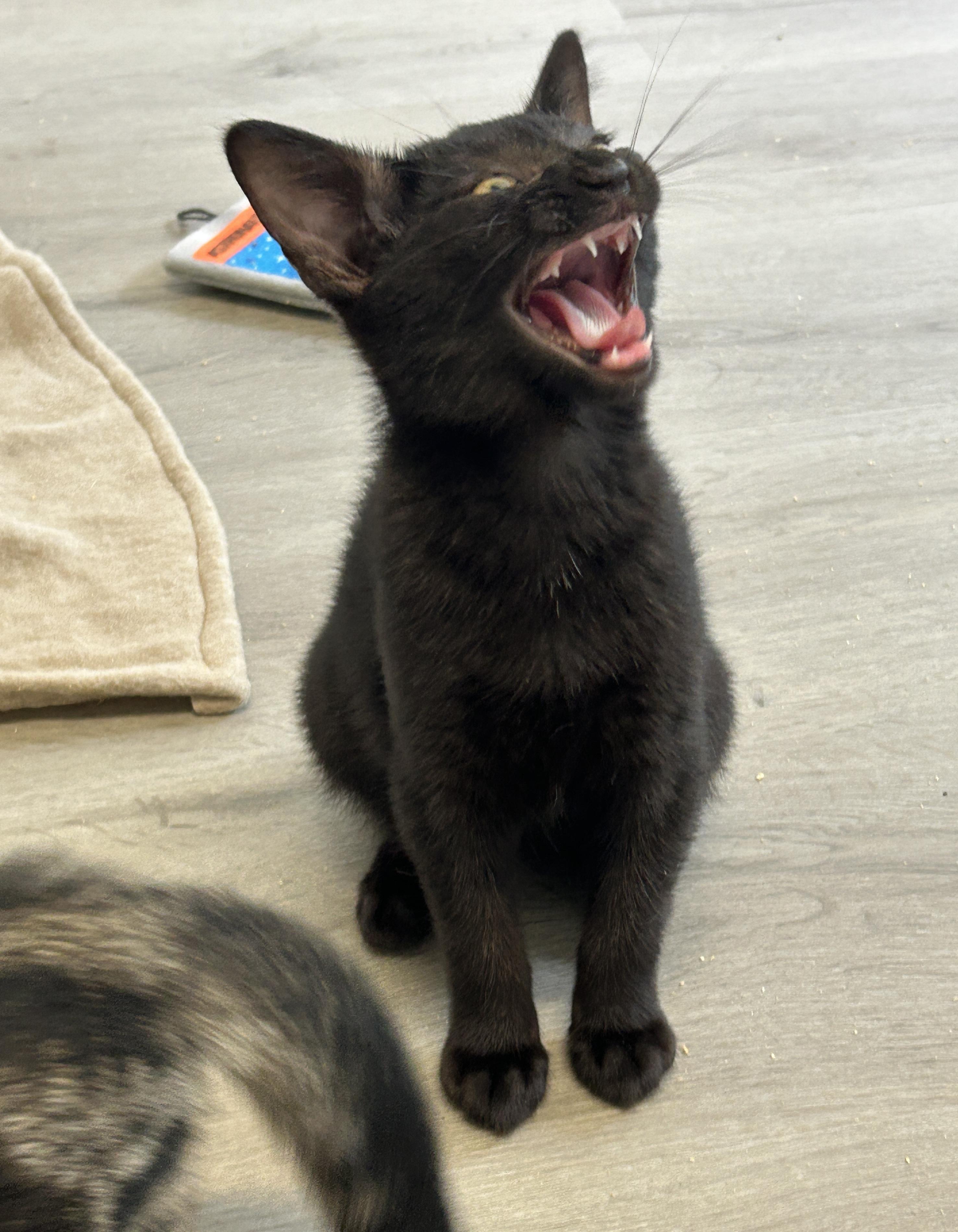 Angel, adopted, Kitten Female American Shorthair.
