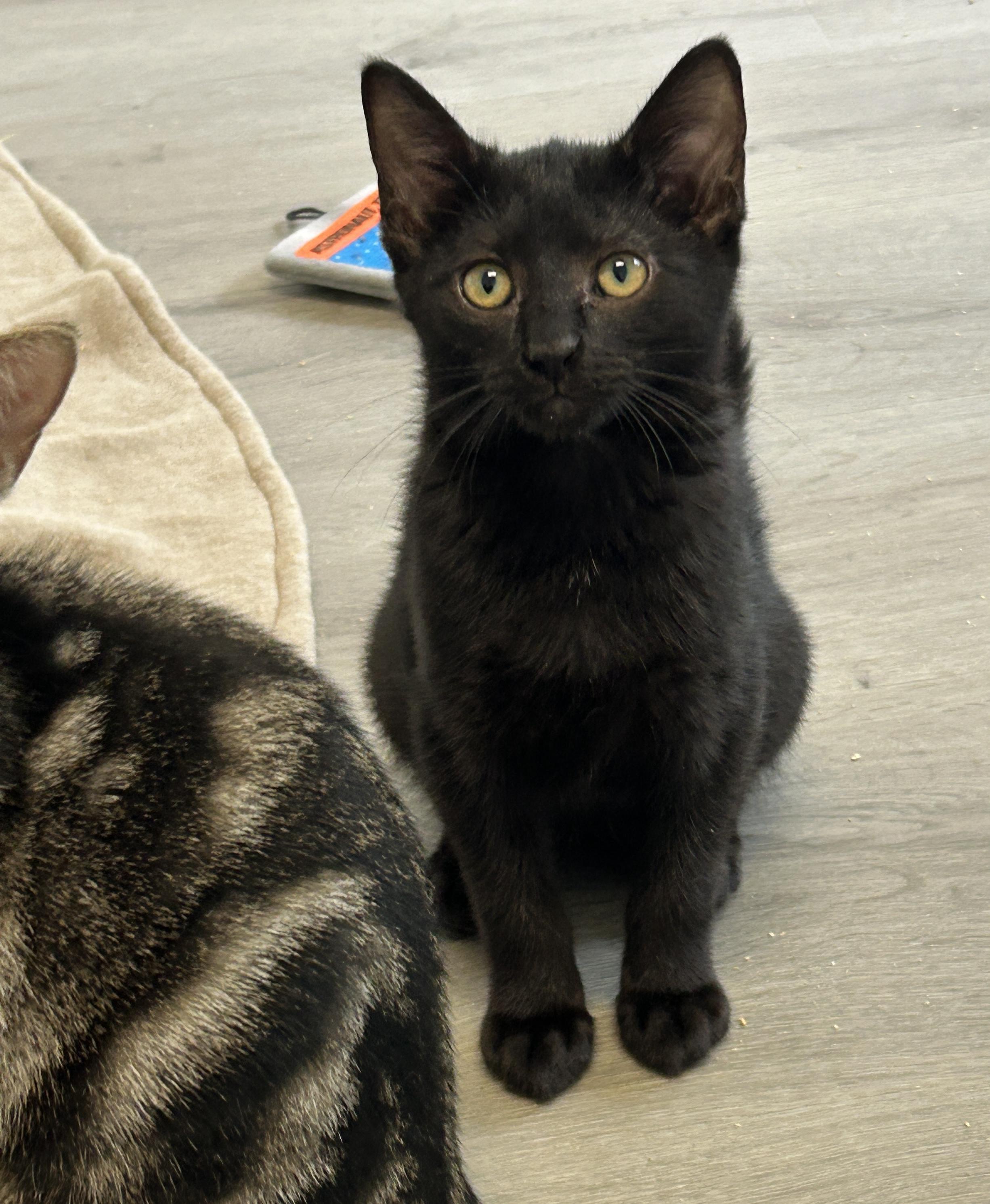 Enlarge Angel, an adopted American Shorthair in Marble Falls, TX image 2/6
