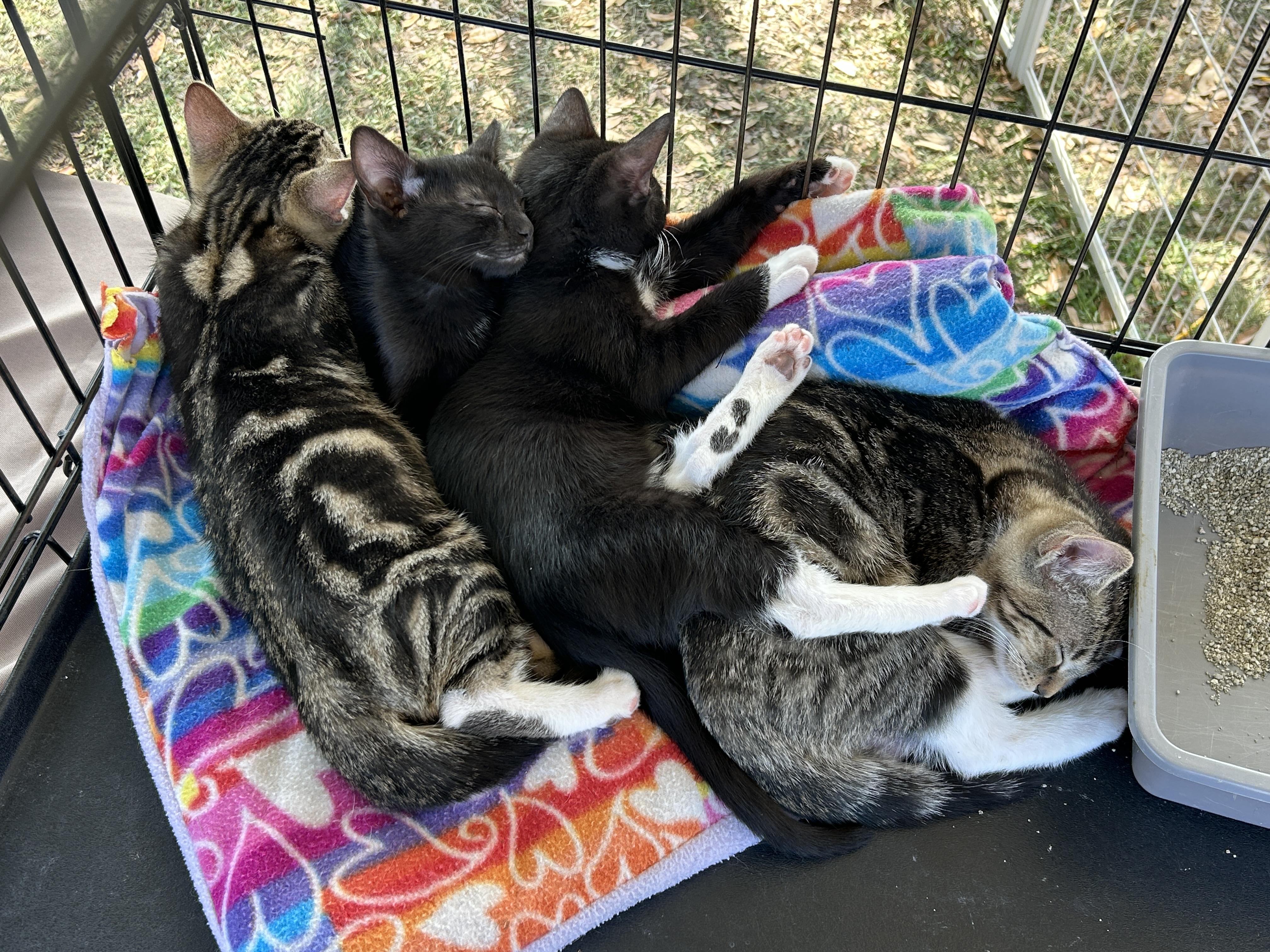 Enlarge Angel, an adopted American Shorthair in Marble Falls, TX image 5/6