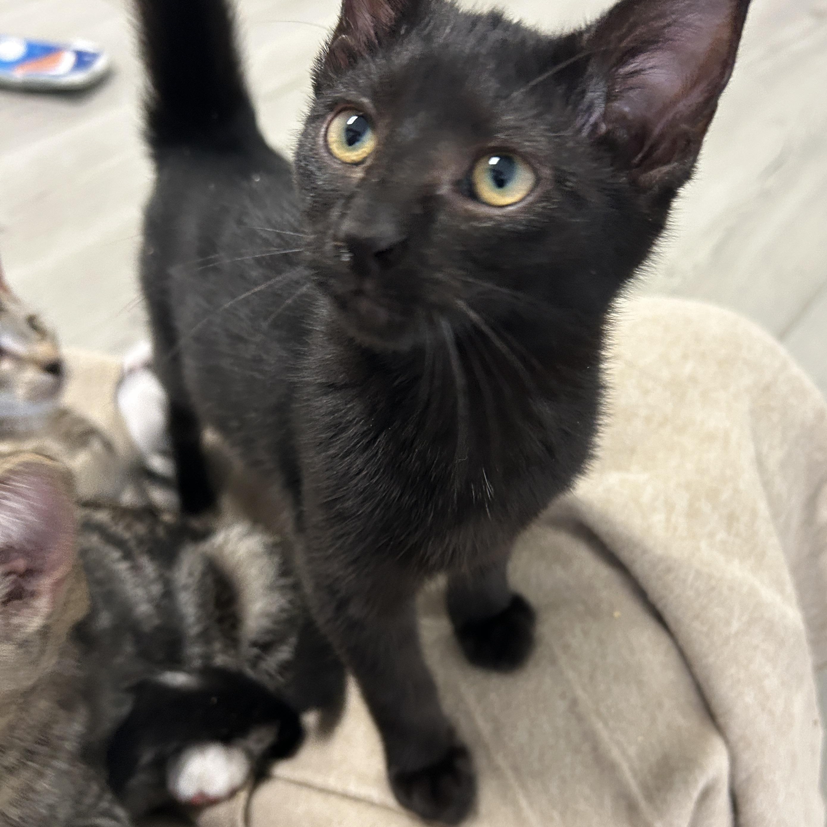Enlarge Angel, an adopted American Shorthair in Marble Falls, TX image 3/6