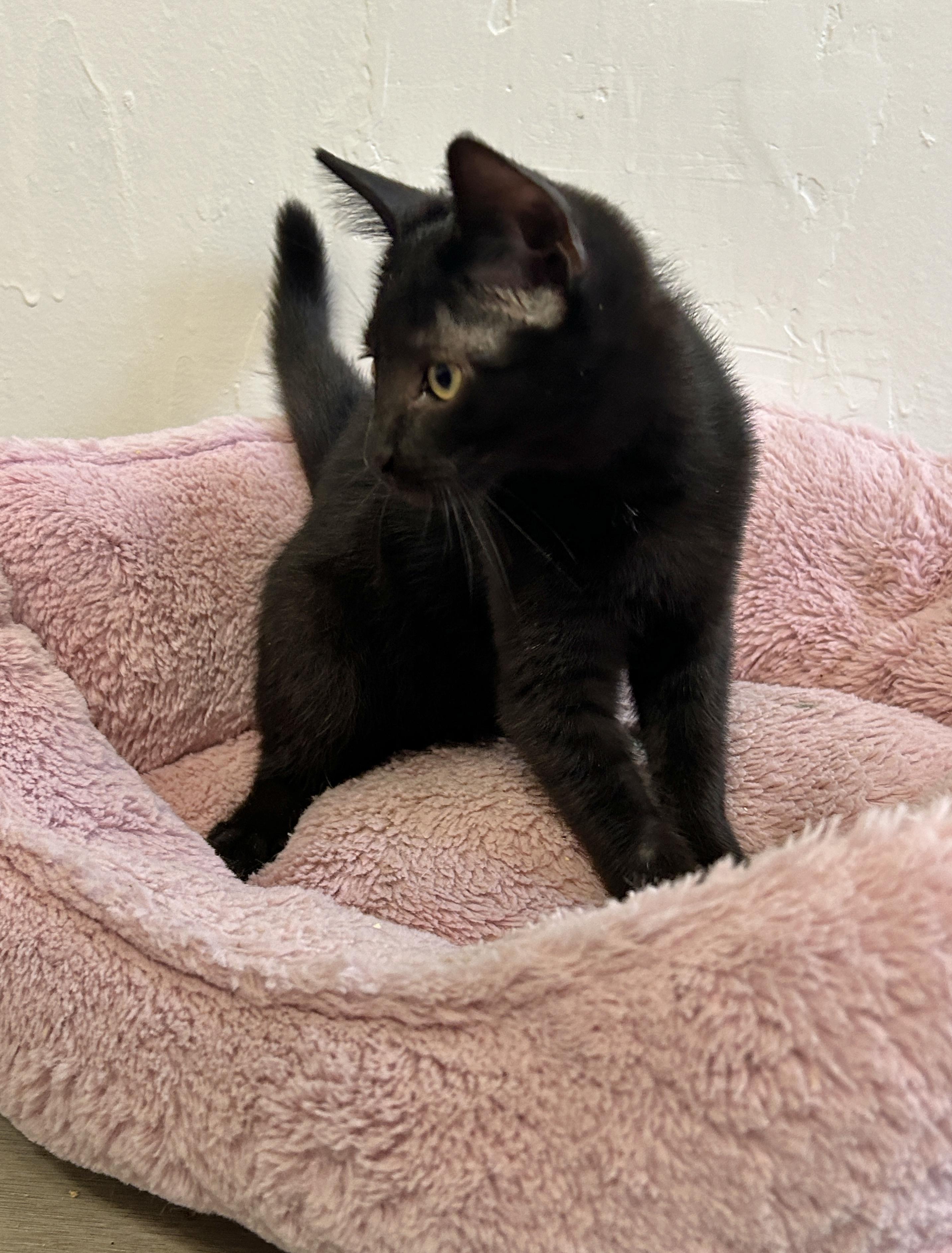 Enlarge Angel, an adopted American Shorthair in Marble Falls, TX image 4/6