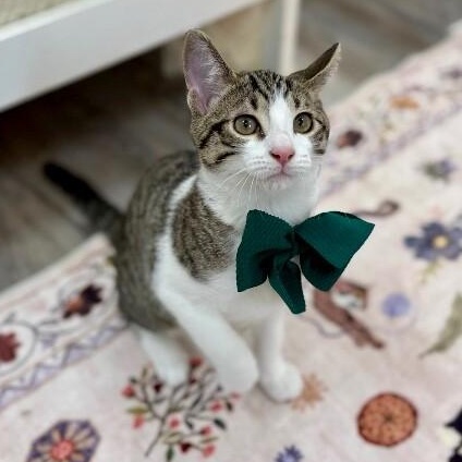 Vaporeon Pokemon — thumbnail 2