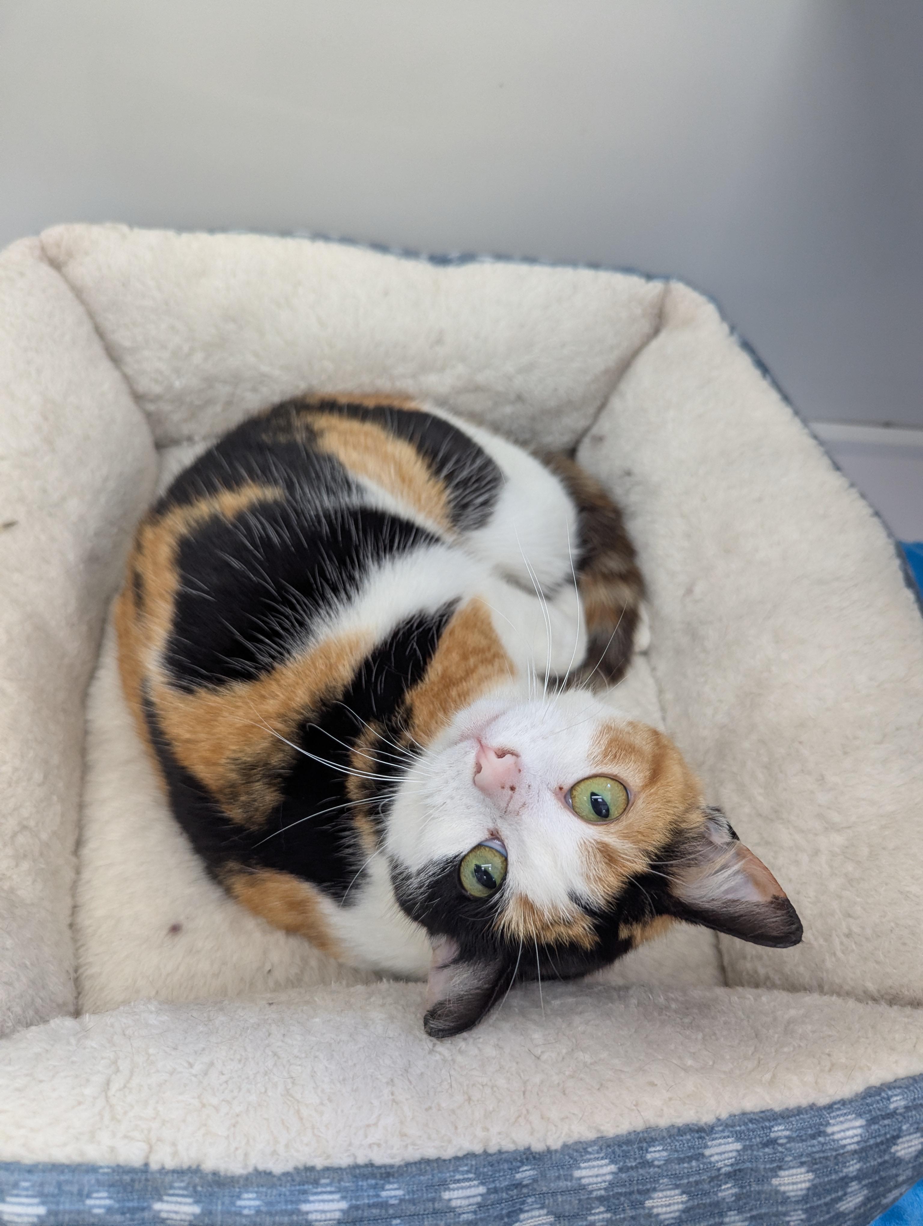 Zora, Adoptable, Adult Female Domestic Short Hair.