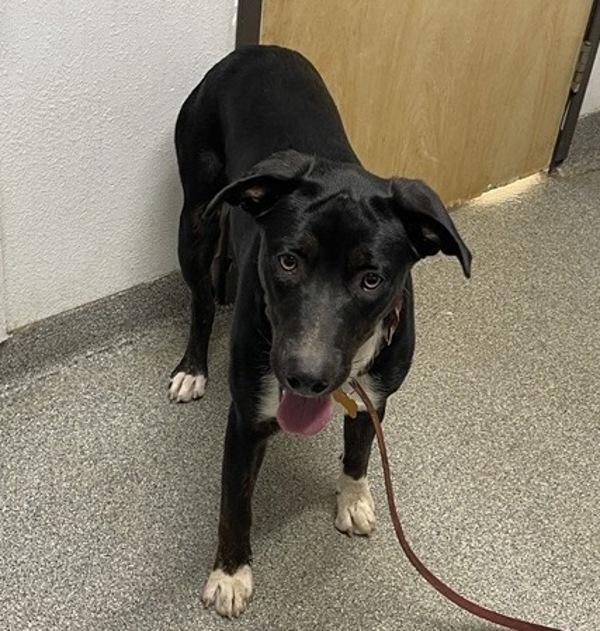 Enlarge Nim, a Adoptable mixed breed in Escondido, CA image 1/1