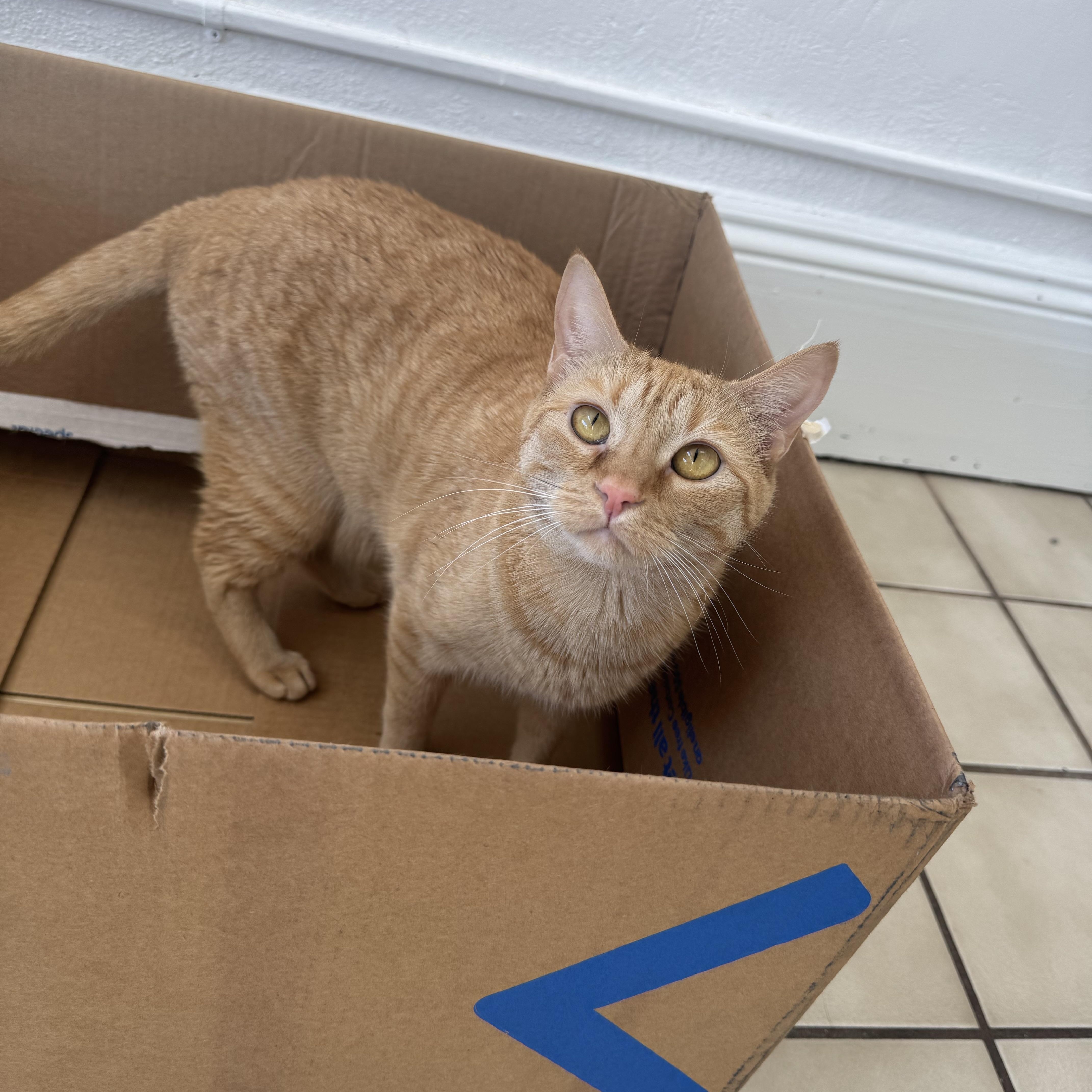 Enlarge Max, an adopted mixed breed in Ponchatoula, LA image 1/2