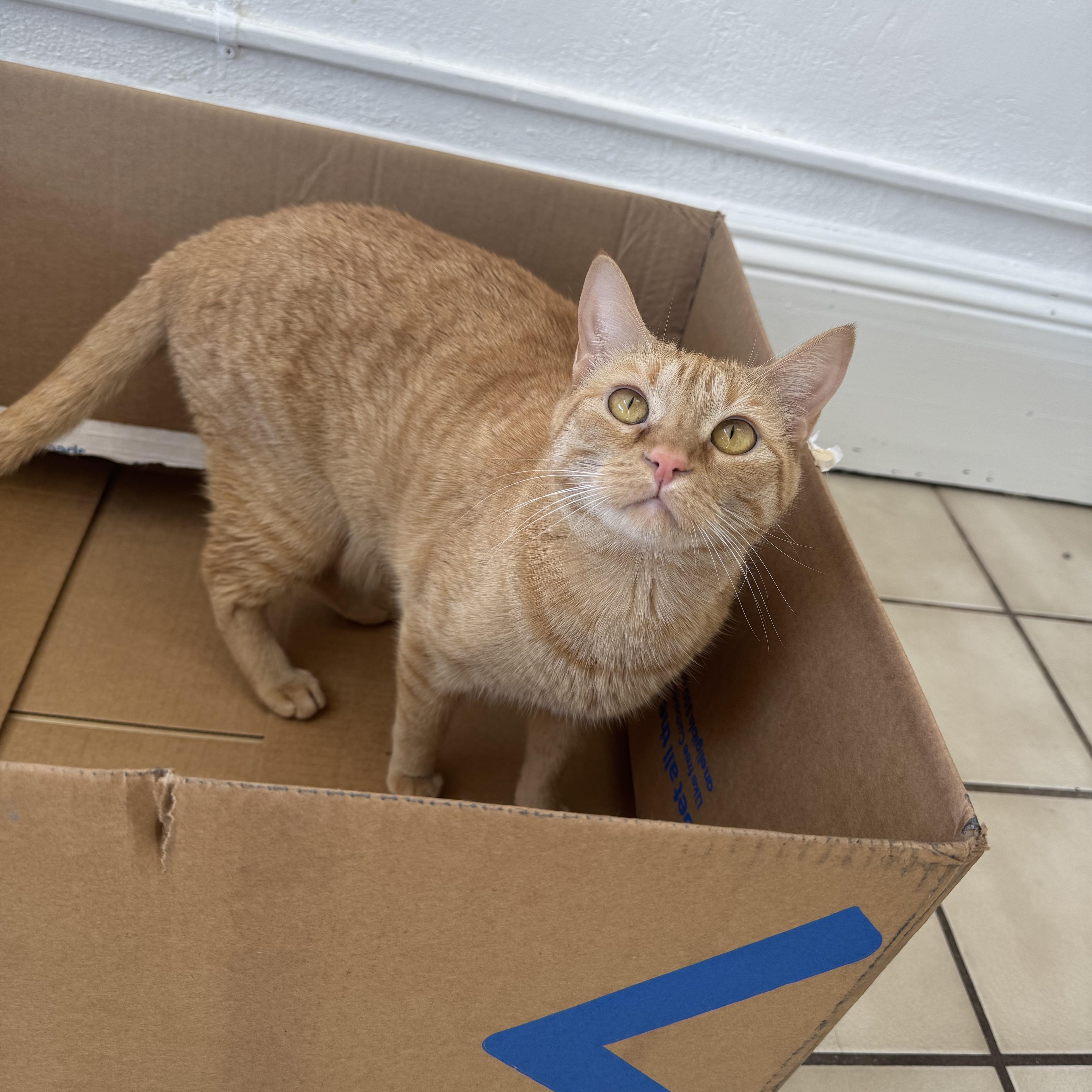 Enlarge Max, an adopted mixed breed in Ponchatoula, LA image 2/2