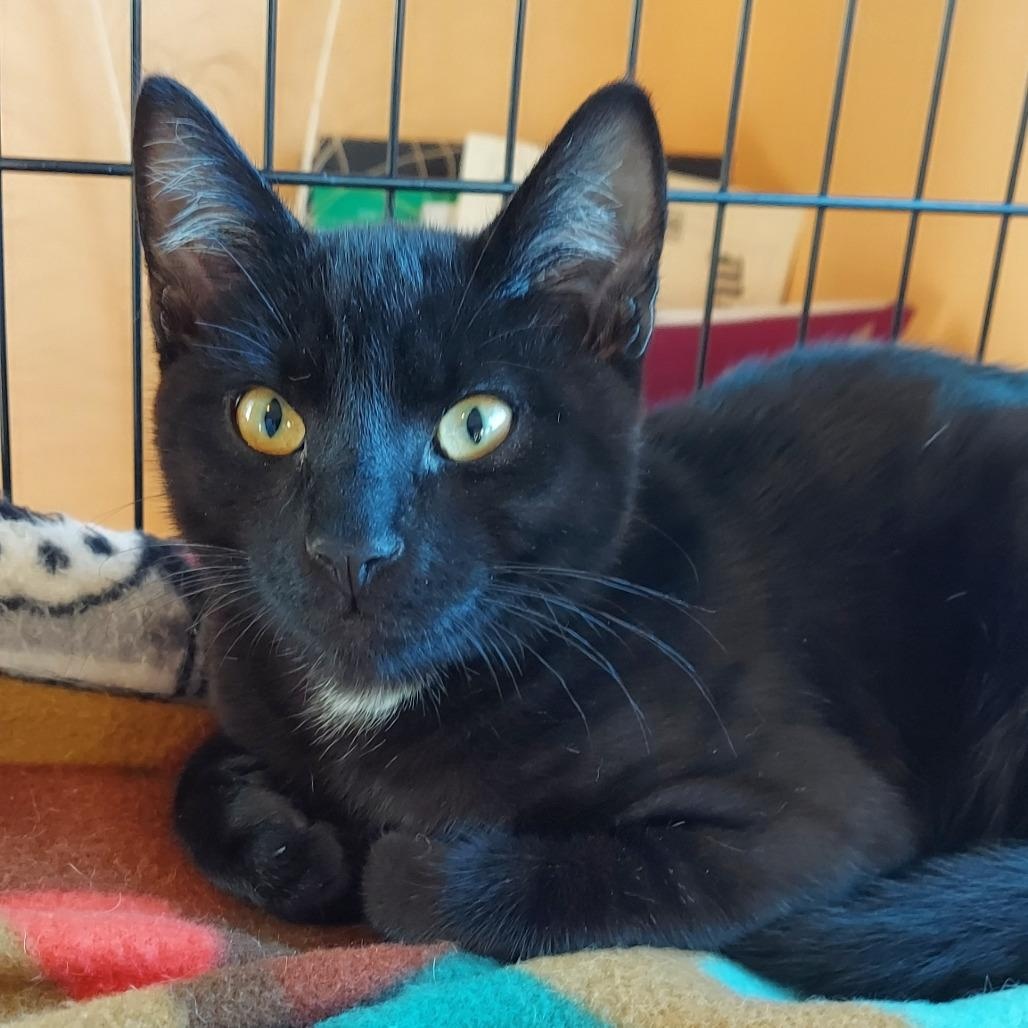 Enlarge Sugarbaby, a Adoptable mixed breed in Silverton, OR image 3/5