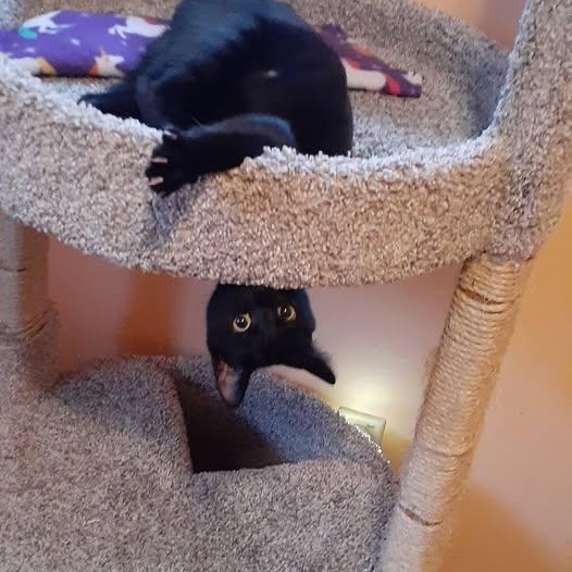 Sugarbaby, Adoptable, Kitten Male Domestic Short Hair.