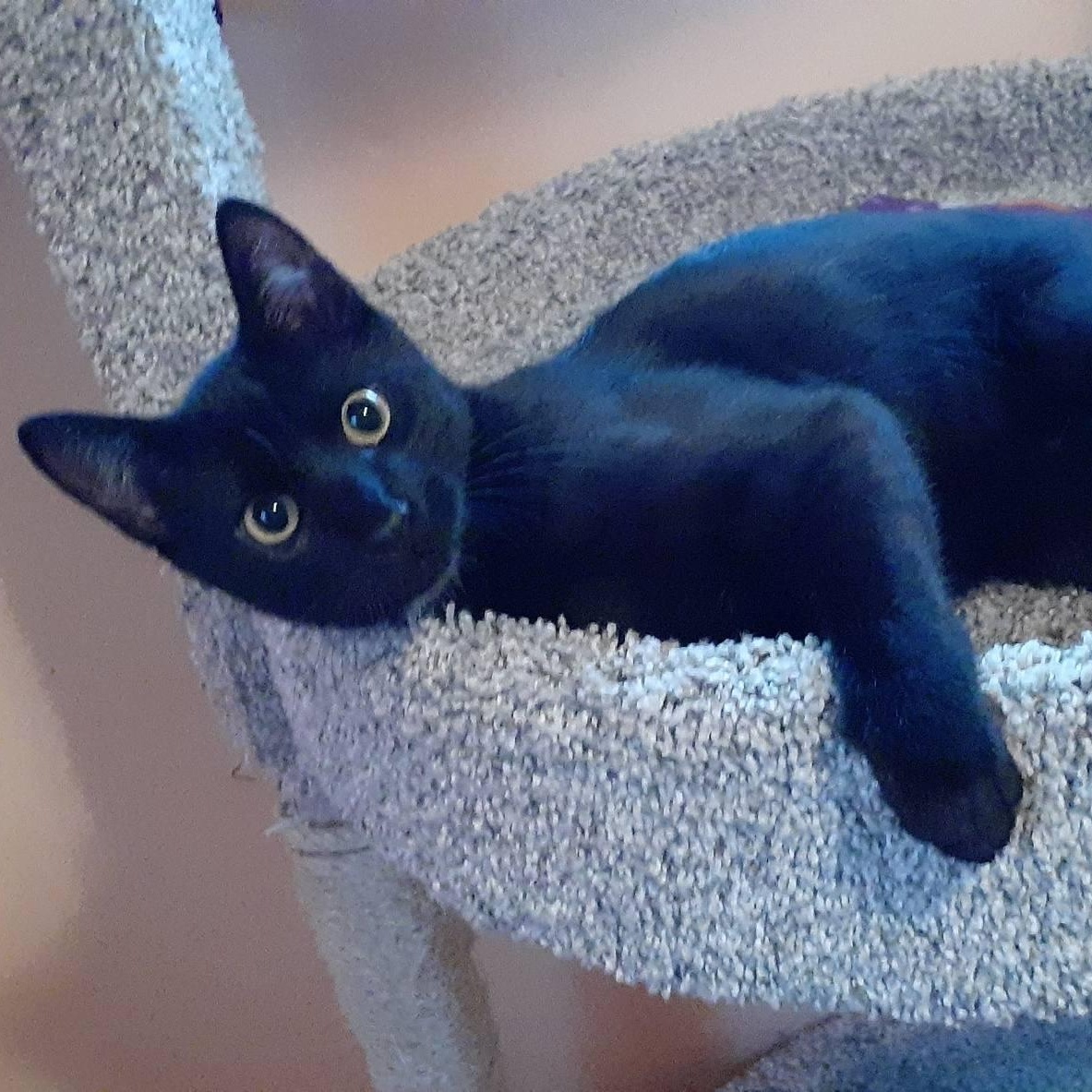 Enlarge Sugarbaby, a Adoptable mixed breed in Silverton, OR image 5/5