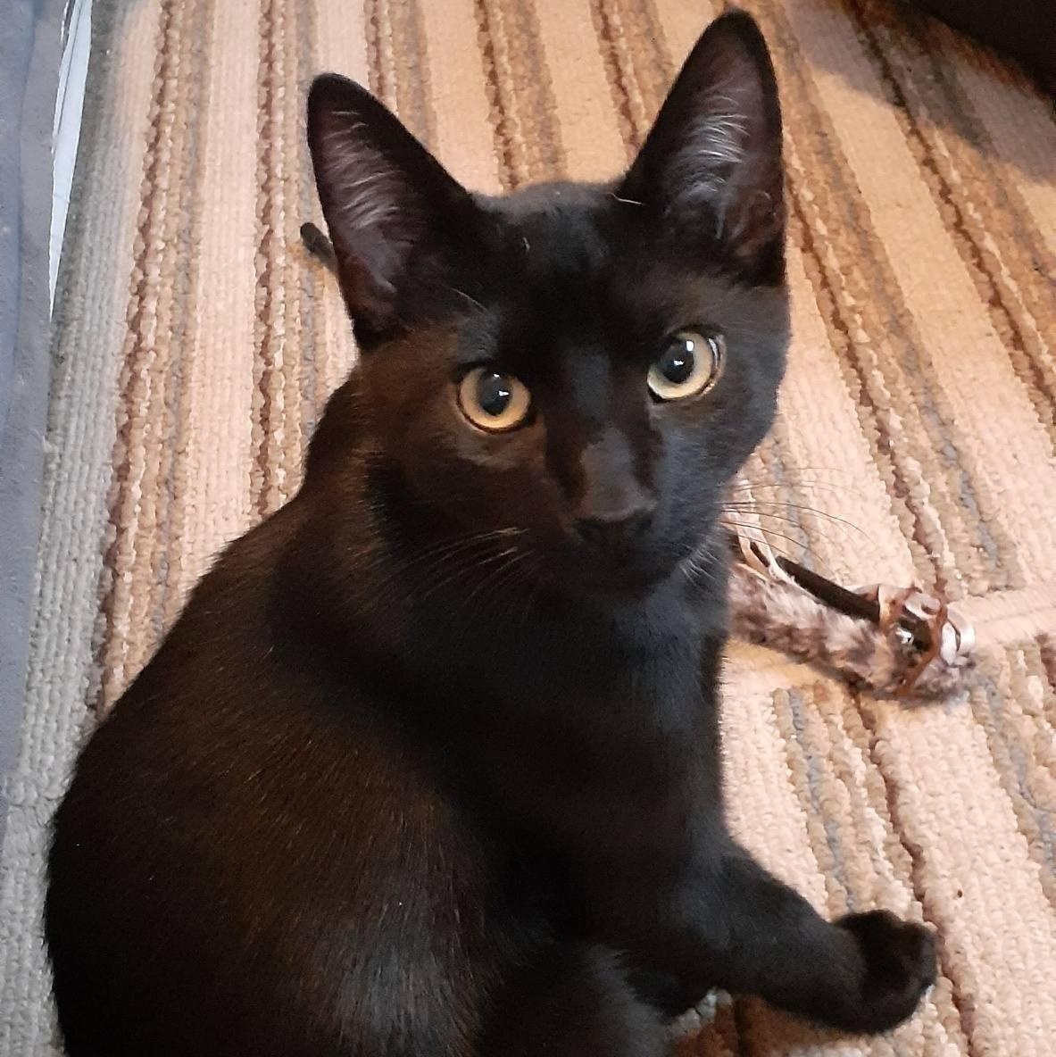 Enlarge Sugarbaby, a Adoptable mixed breed in Silverton, OR image 4/5