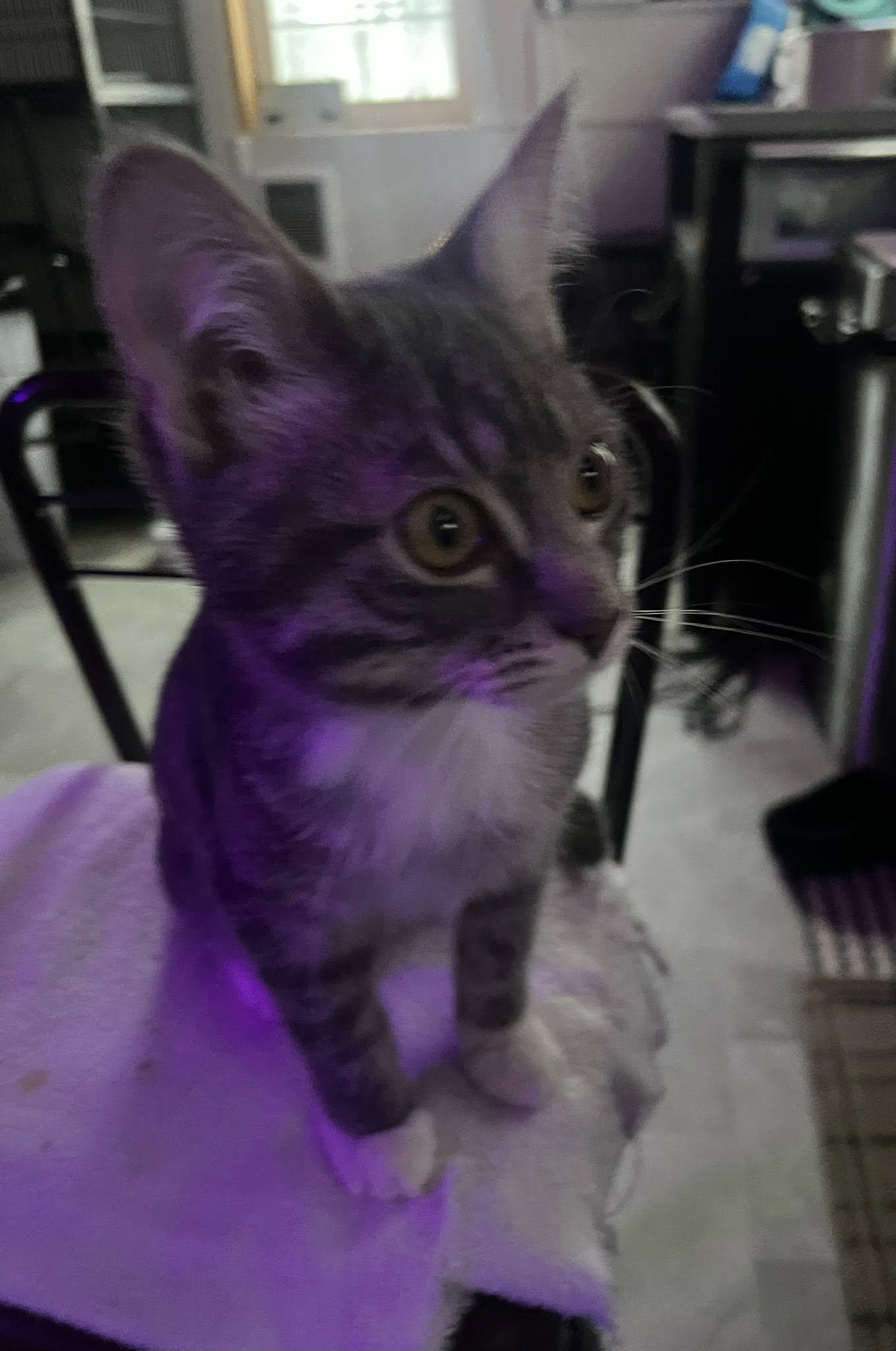 Enlarge Grady, a ADOPTABLE Tabby in Richmond Dale, OH image 2/3