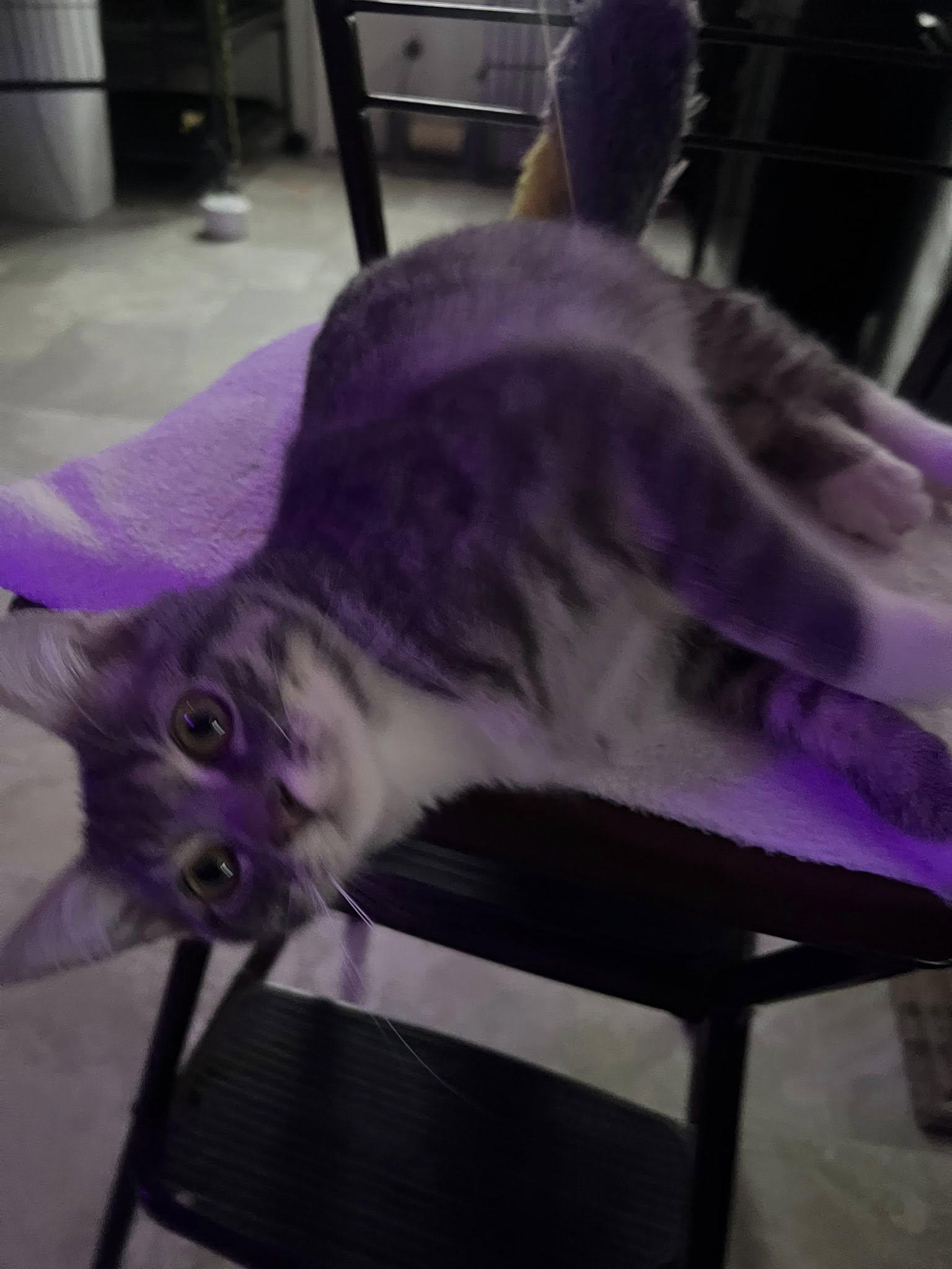 Enlarge Grady, a ADOPTABLE Tabby in Richmond Dale, OH image 3/3