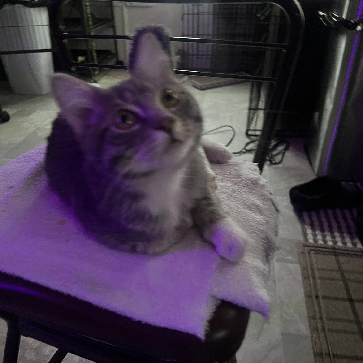 Enlarge Grady, a ADOPTABLE Tabby in Richmond Dale, OH image 1/3