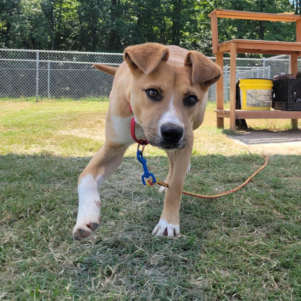 Enlarge Carl, a Adoptable mixed breed in Jacksonville, AR image 1/6