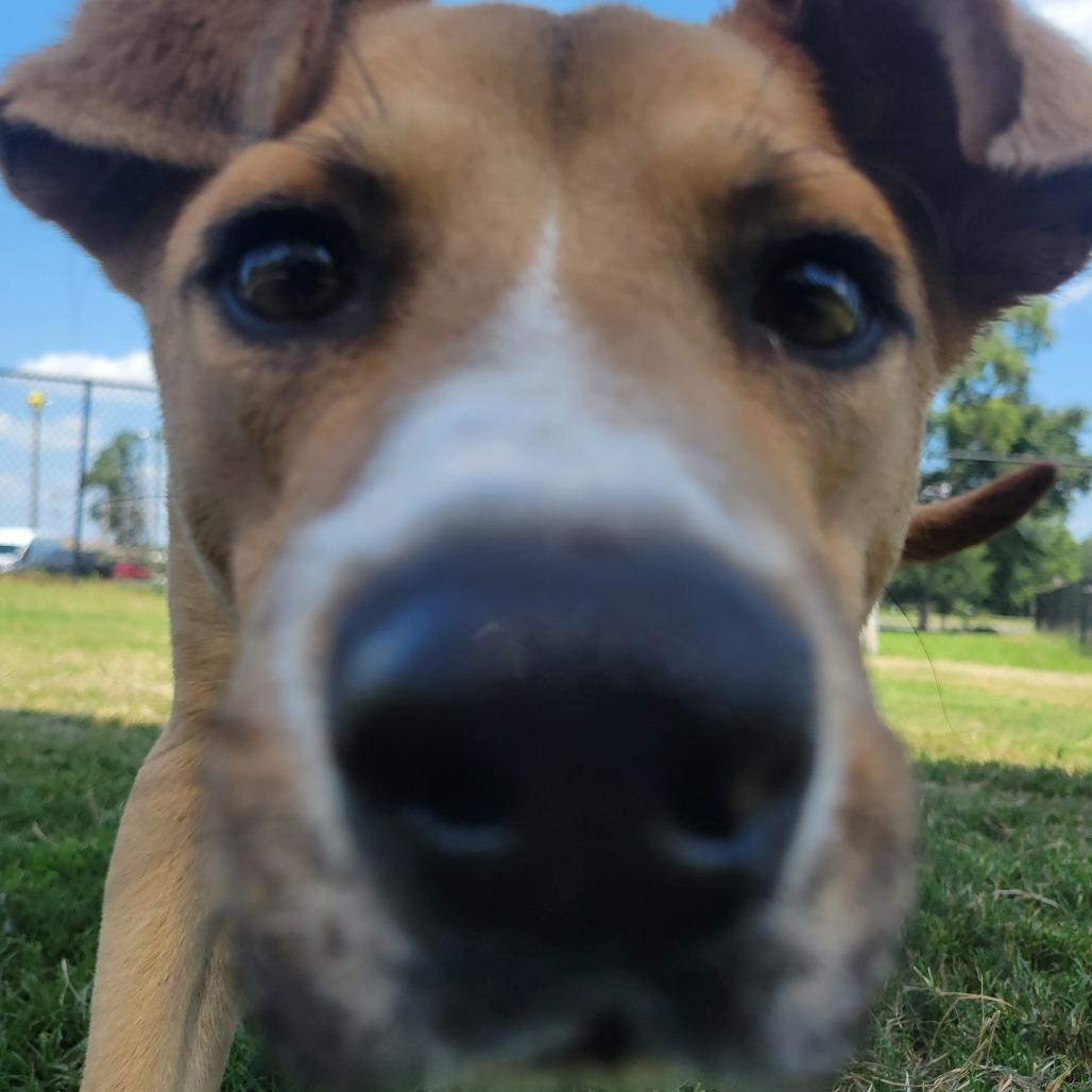 Enlarge Carl, a Adoptable mixed breed in Jacksonville, AR image 2/6