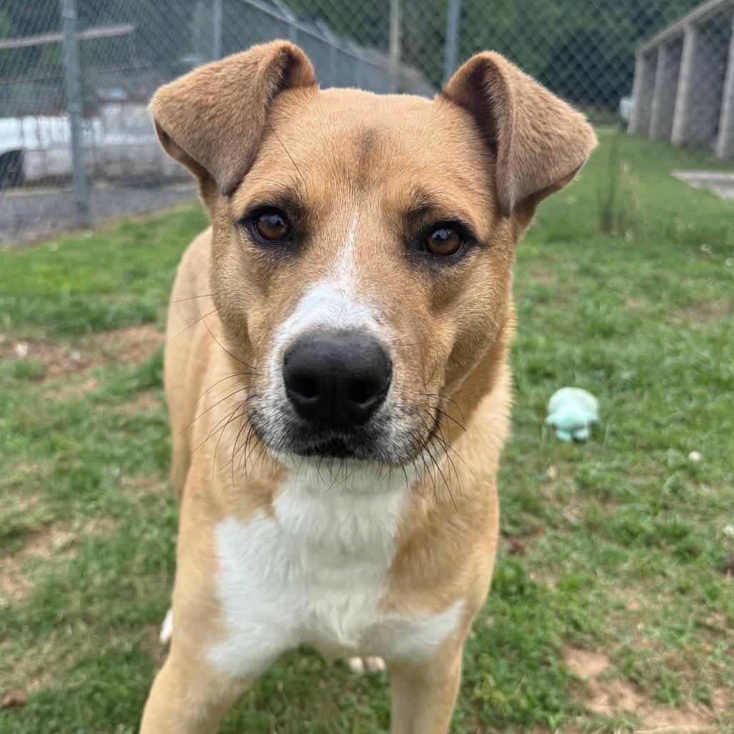 Carl, a Adoptable mixed breed in Jacksonville, AR image 4/6