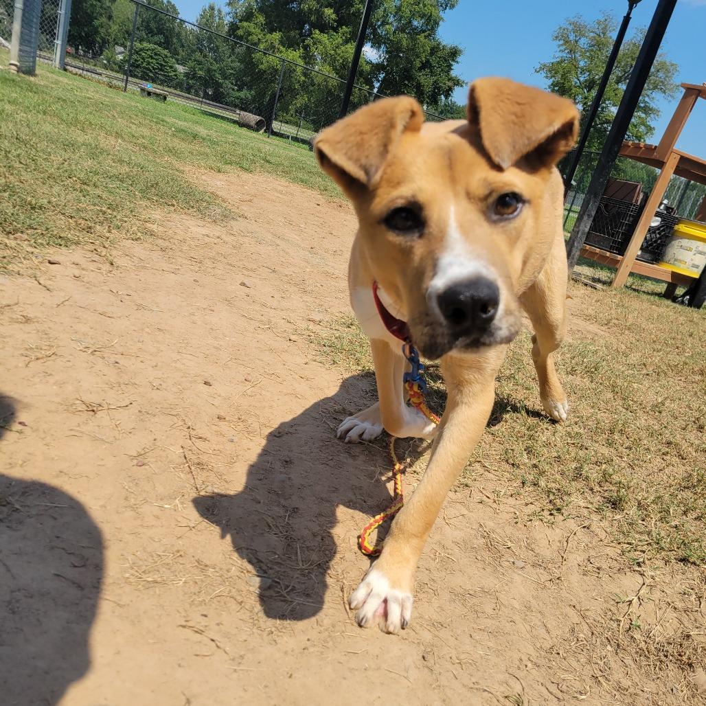 Enlarge Carl, a Adoptable mixed breed in Jacksonville, AR image 4/6