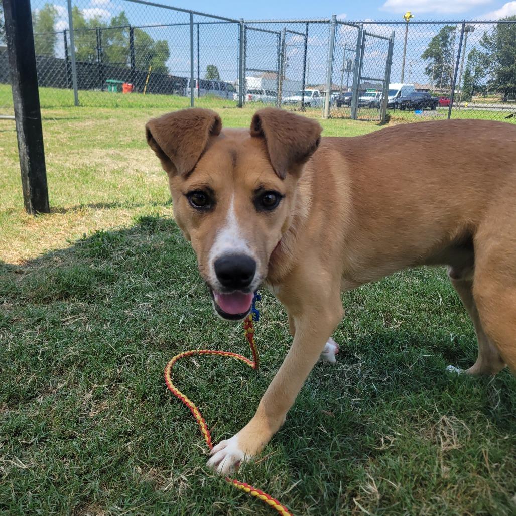 Enlarge Carl, a Adoptable mixed breed in Jacksonville, AR image 5/6