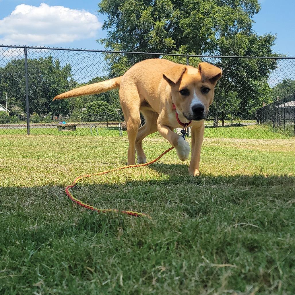 Enlarge Carl, a Adoptable mixed breed in Jacksonville, AR image 6/6
