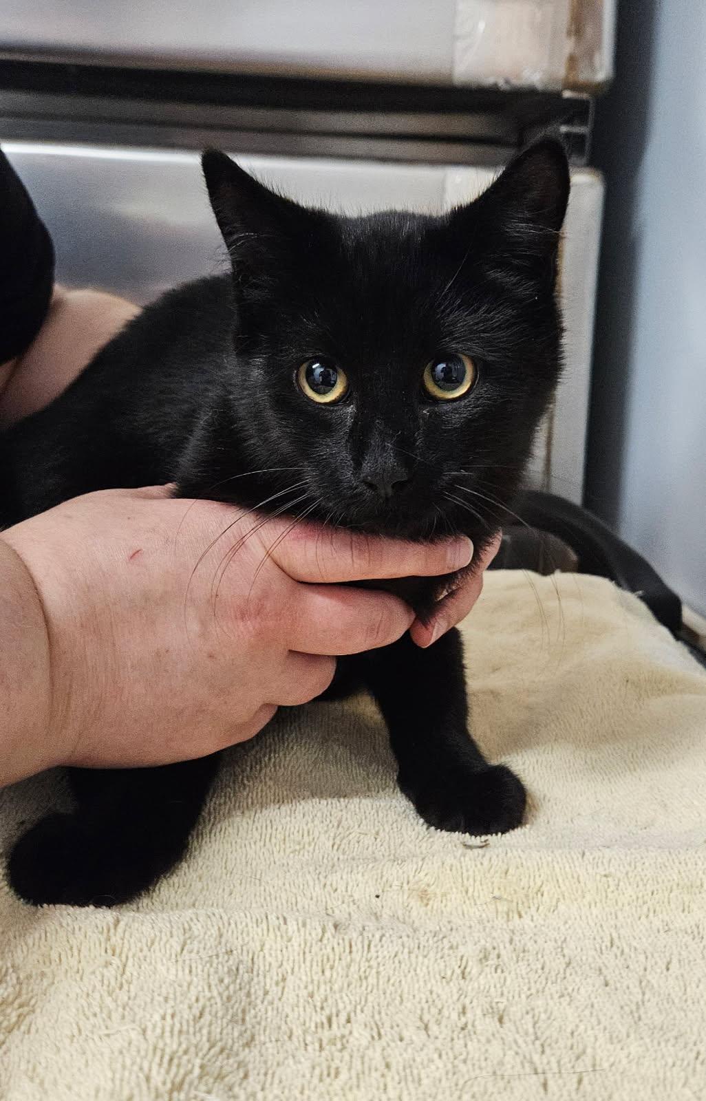 Enlarge Boggle, a Adoptable Domestic Short Hair in Florenceville, NB image 1/1