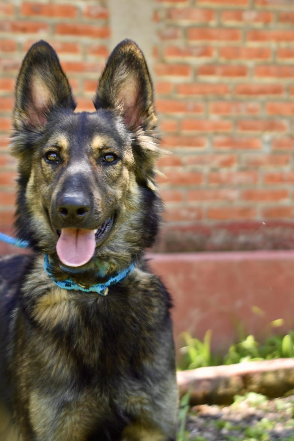 Enlarge Max, a ADOPTABLE mixed breed in Bentley, AB image 1/3
