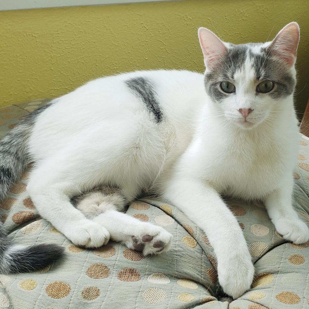 Cosmo - Bonded with Chunk!, Adoptable, Senior Male Domestic Short Hair.