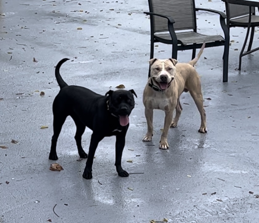 Casper, a Adoptable mixed breed in Plainfield, NJ image 5/5