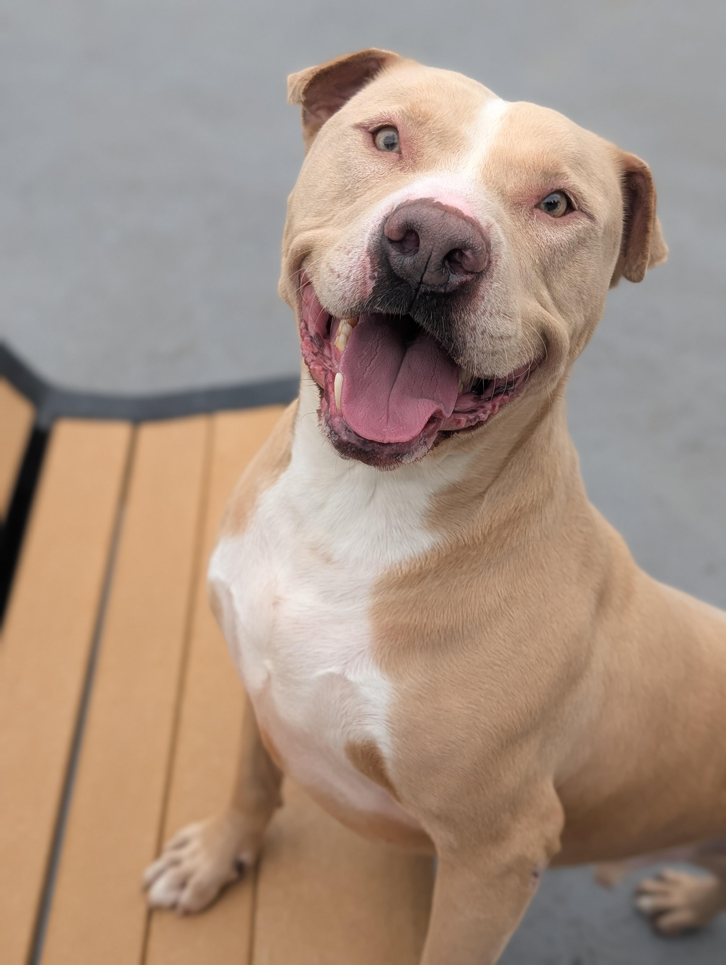 Casper, Adoptable, Adult Male Pit Bull Terrier.