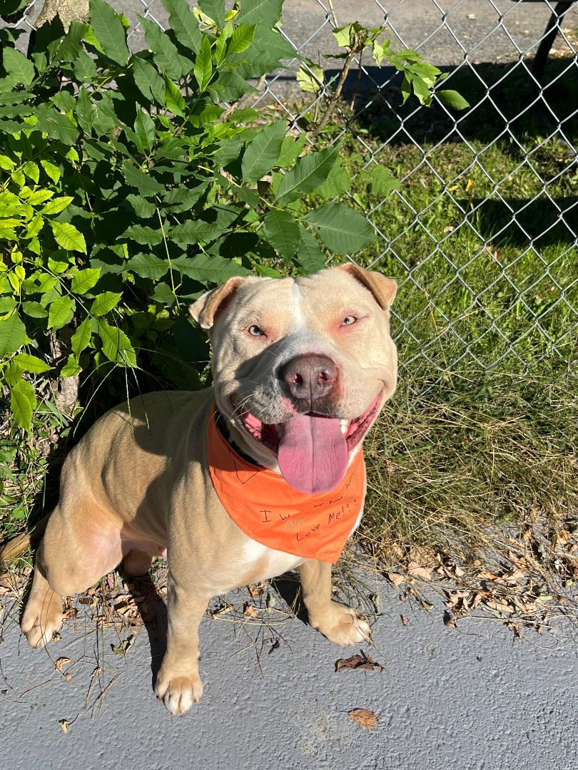 Casper, a Adoptable mixed breed in Plainfield, NJ image 4/5