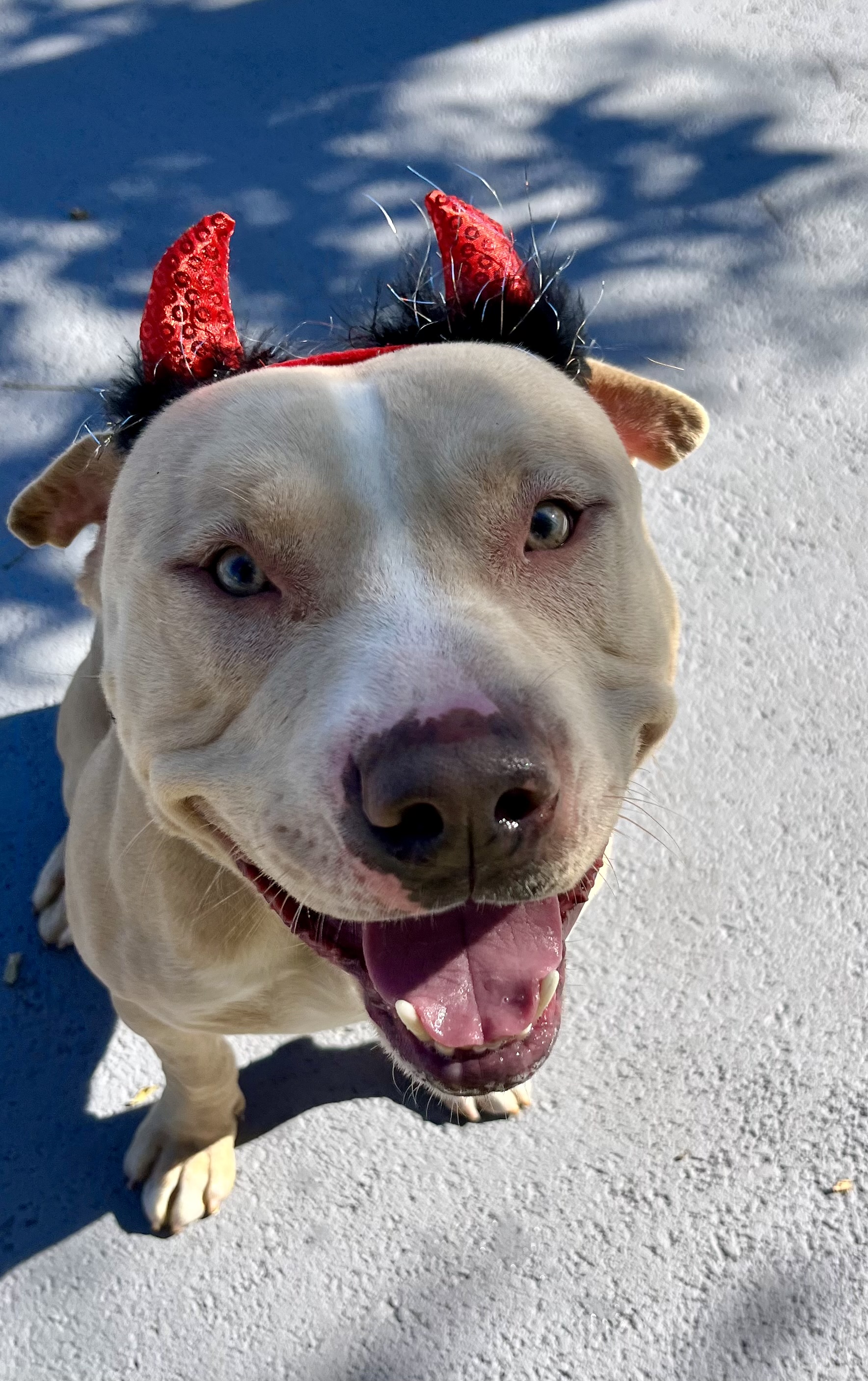 Casper, a Adoptable mixed breed in Plainfield, NJ image 2/5