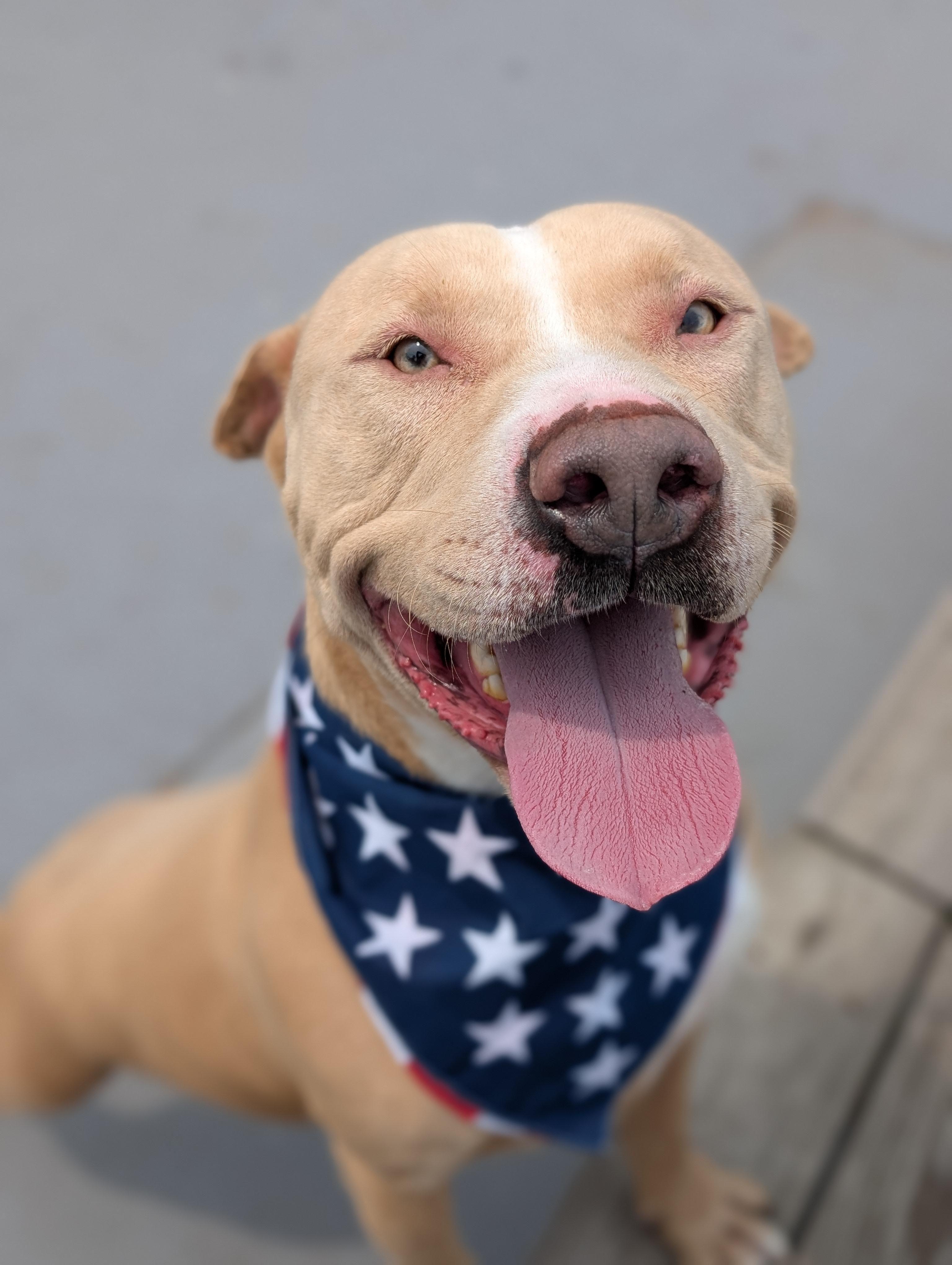 Casper, Adult Male Pit Bull Terrier