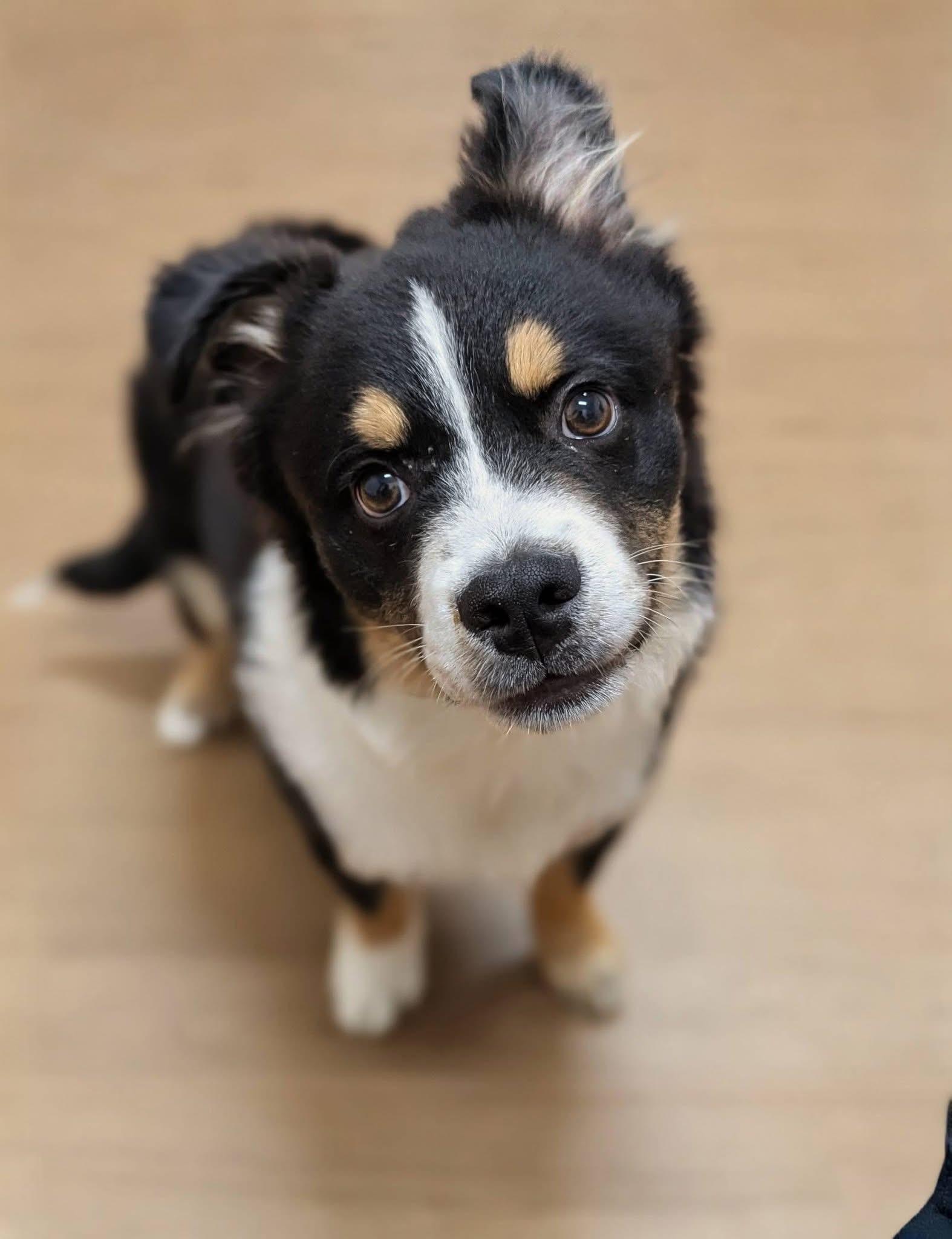 Enlarge Milo , an adopted mixed breed in Mendham, NJ image 4/4