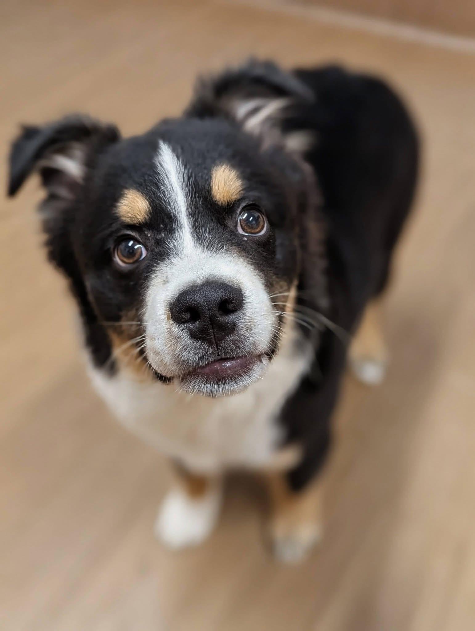 Milo , adopted, Young Male Australian Shepherd.