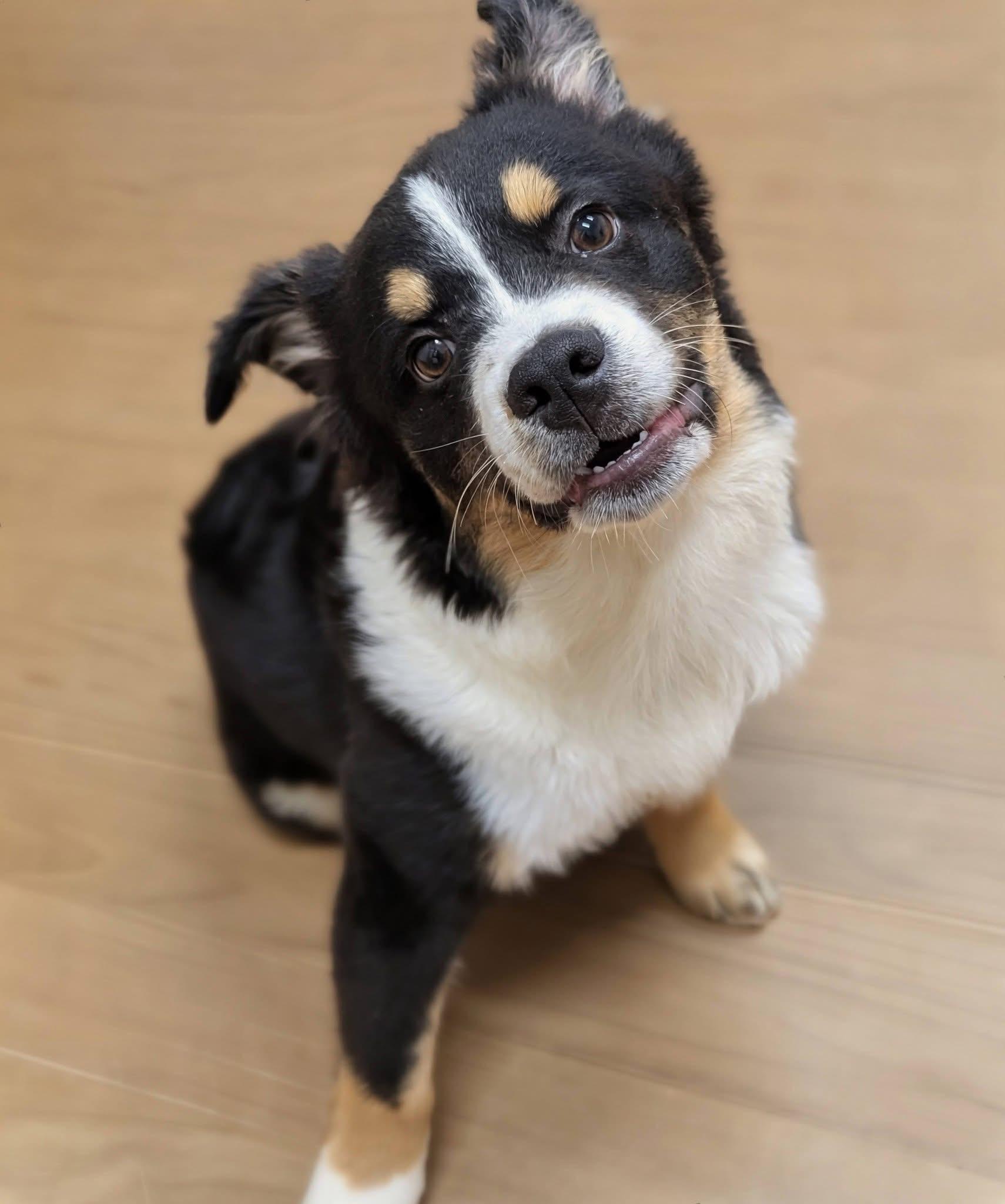 Enlarge Milo , an adopted mixed breed in Mendham, NJ image 2/4