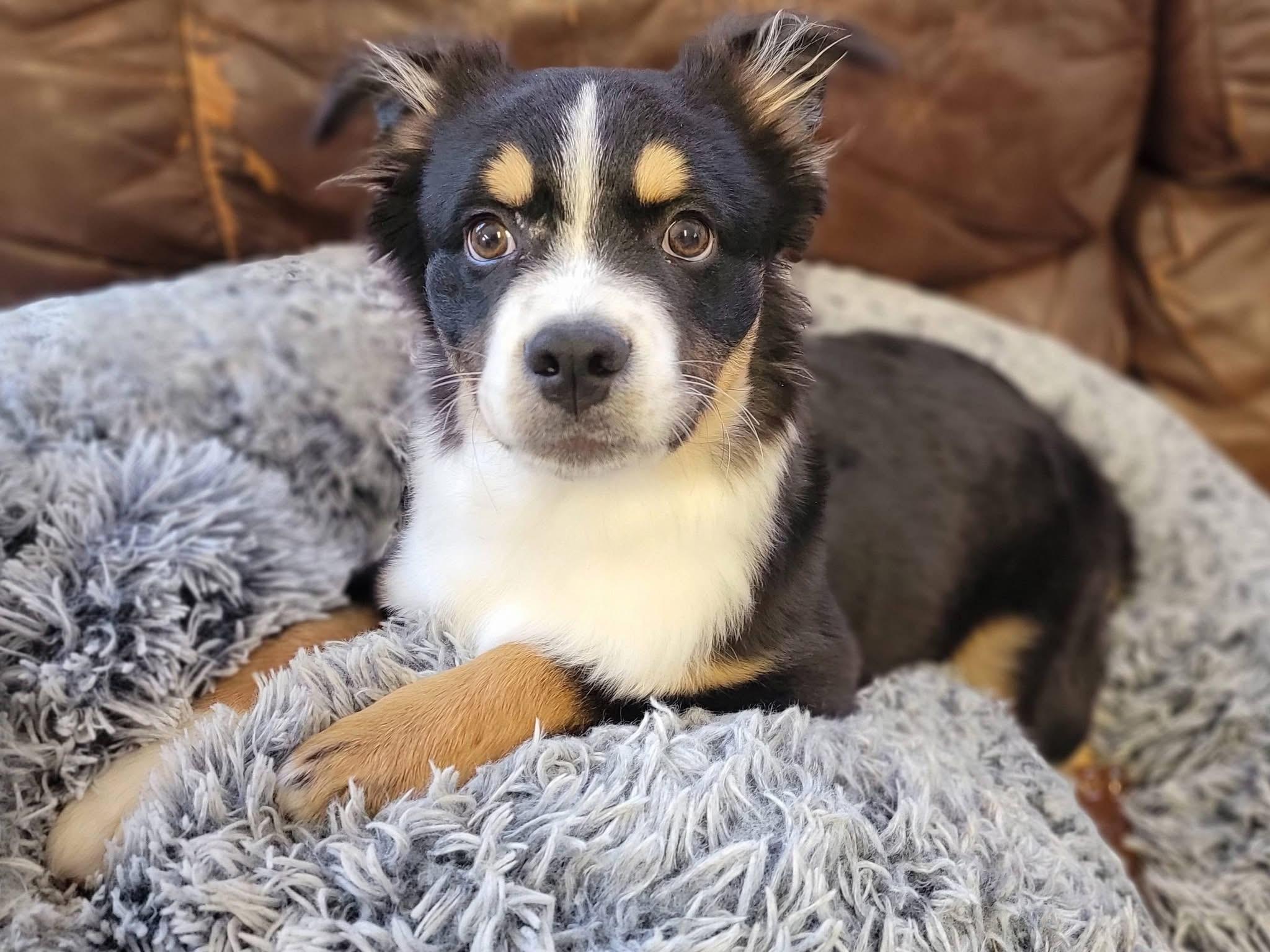 Enlarge Milo , an adopted mixed breed in Mendham, NJ image 3/4